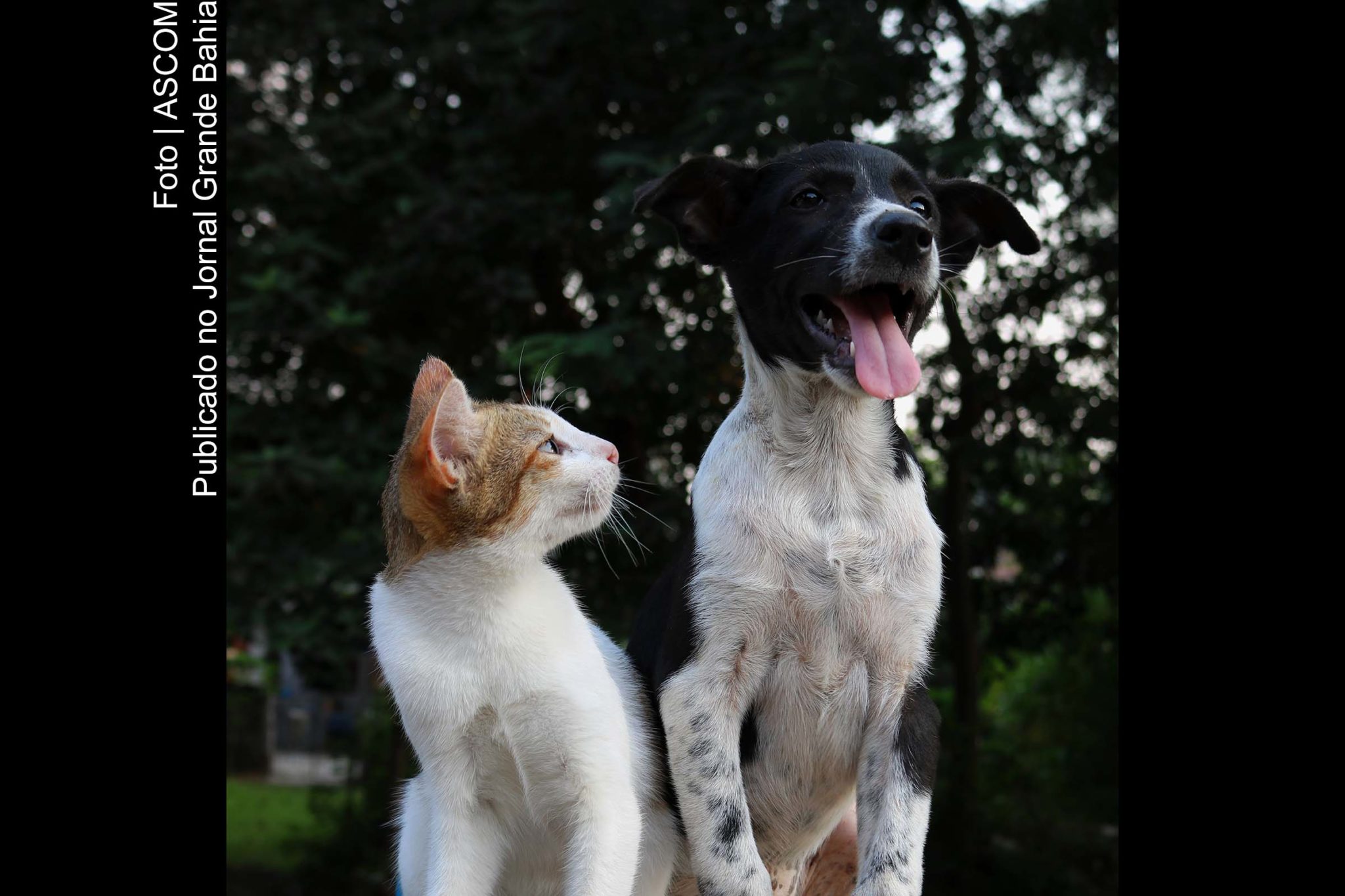 As infecções nos pets podem ser causadas por microrganismos, como bactérias, fungos, leveduras, vírus e parasitas.