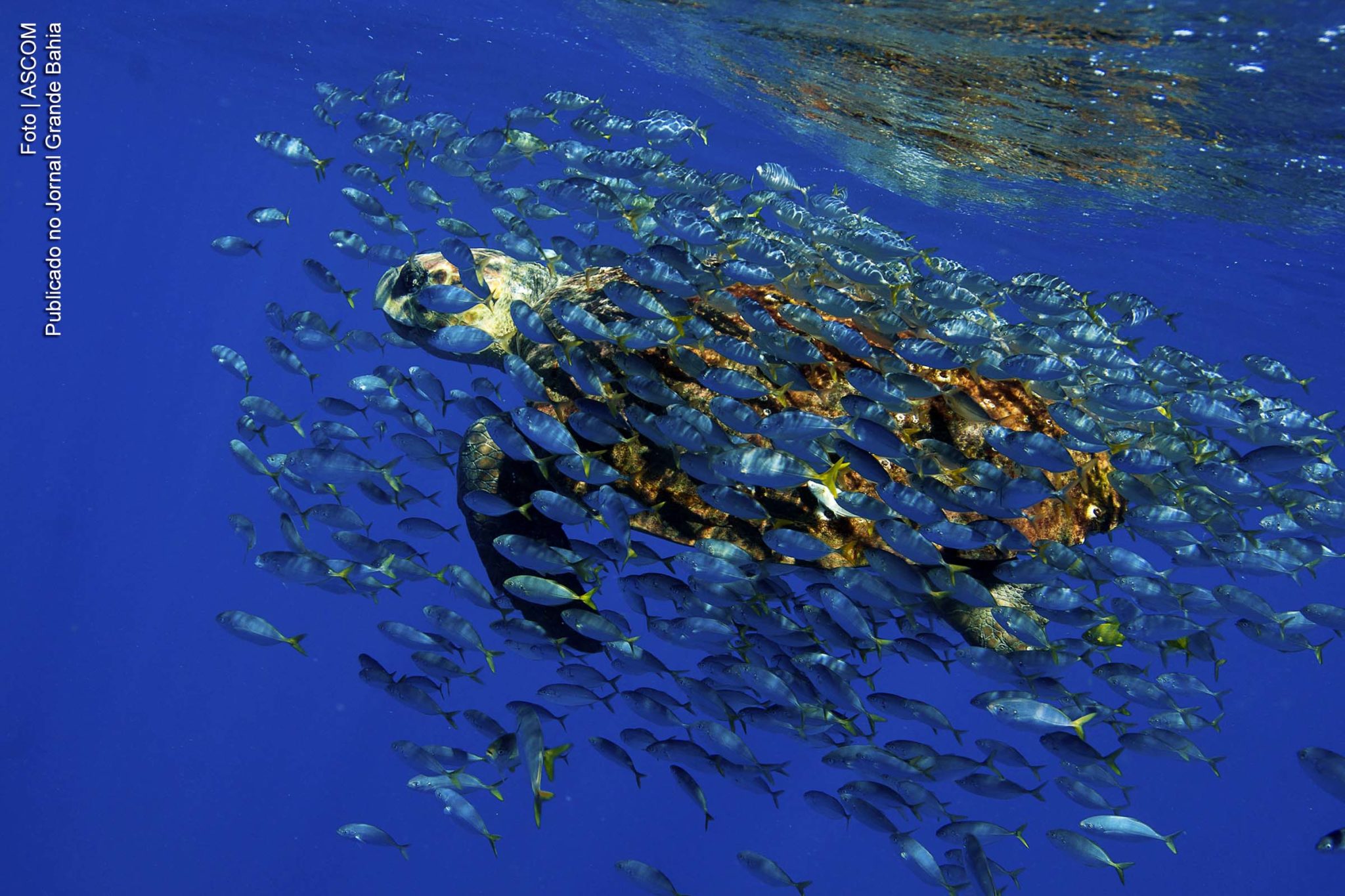 O Projeto Tamar comemora 33 anos com a soltura do filhote de número 15 milhões. Ato simboliza número de tartaruguinhas soltas no mar desde a criação do projeto em Praia do Forte, na Bahia.