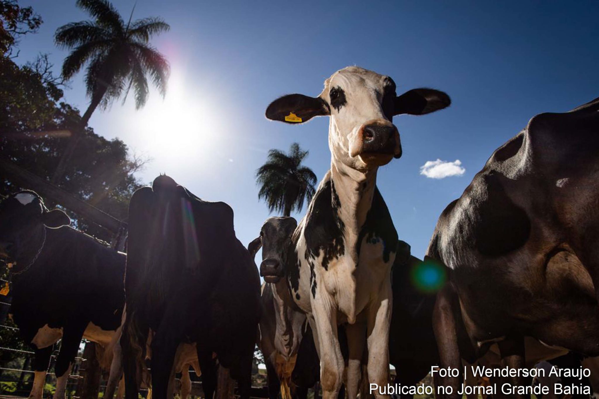 Organização Mundial da Saúde Animal (OIE) reconhece Acre, Paraná, Rio Grande do Sul e Rondônia como livres de febre aftosa sem vacinação.