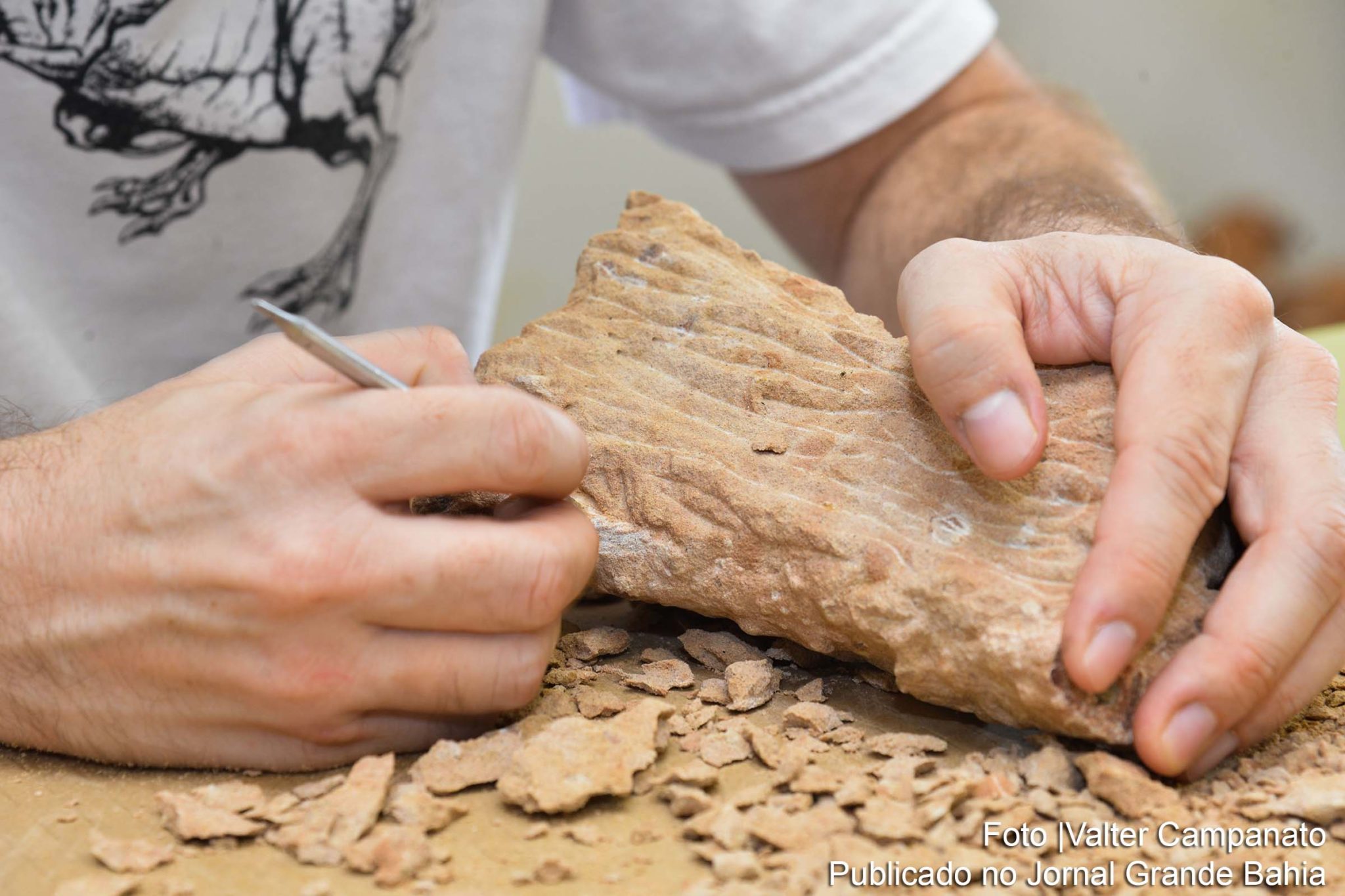 Paleontologia revela novos aspectos históricos da era dos dinossauros.