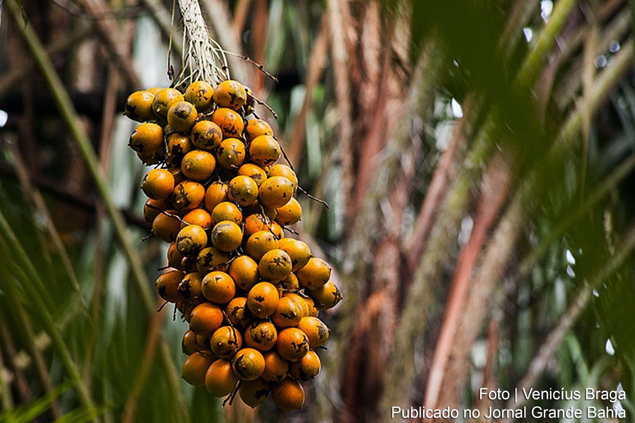 Tucumã (Astrocaryum aculeatum), acaiúra, acuiuru, coqueiro-tucumã, tucum, tucumã-açu, tucumã-arara, tucum-açu, tucumaí-da-terra-firme, tucumãí-uaçu, tucumã-piririca, tucumã-purupuru, tucum-do-mato ou tucumã-do-amazonas é uma palmeira que chega a medir até 15 metros, geralmente solitária, de estipe com faixas de espinhos negros, folhas ascendentes, inflorescência ereta e frutos amarelos com tons avermelhados.