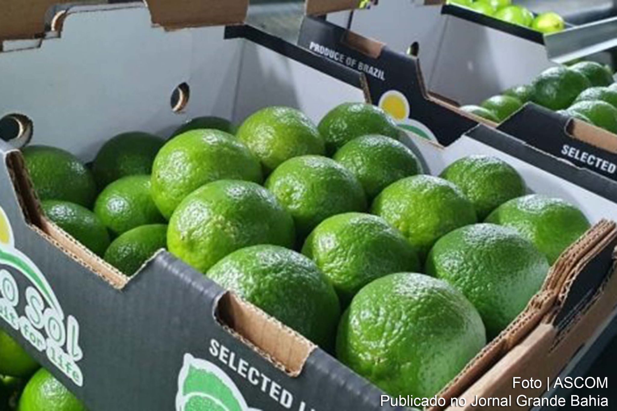 Fruticultura de Itaberaba apresenta potencial econômico.
