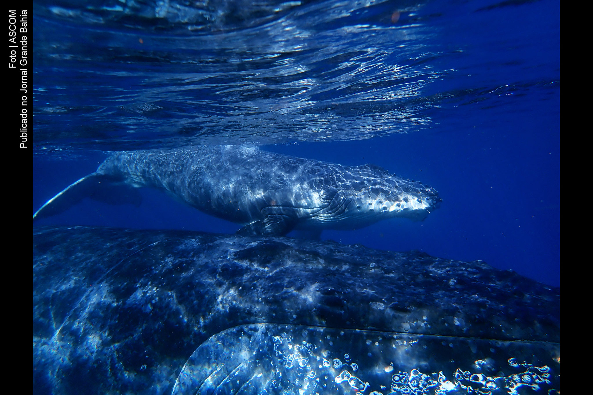 Baleia Jubarte e filhotes no litoral brasileiro.