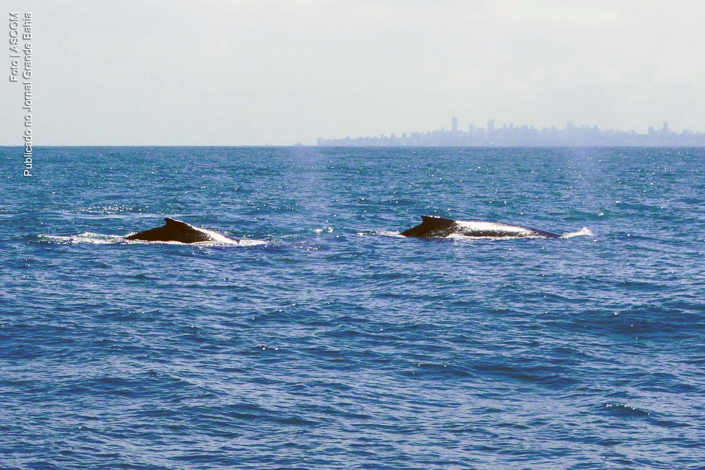 Baleias-jubarte cantam no mar de Salvador e encantam moradores e turistas