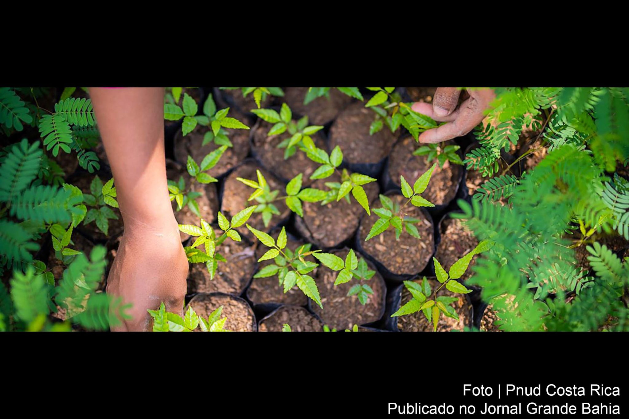 Mulheres em zona rural da Costa Rica estão plantando árvores para ajudar a combater a mudança climática.