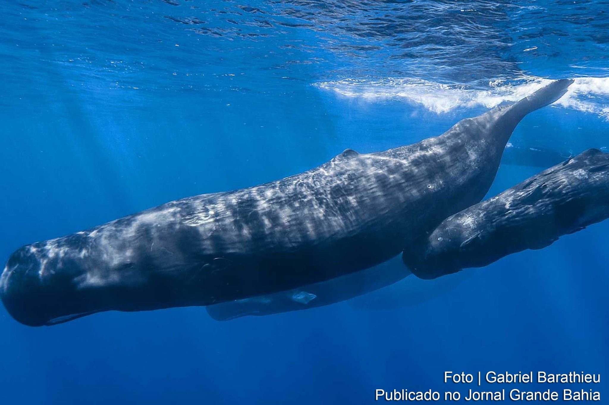 Projeto que se propõe a decifrar a linguagem das baleias cachalotes.