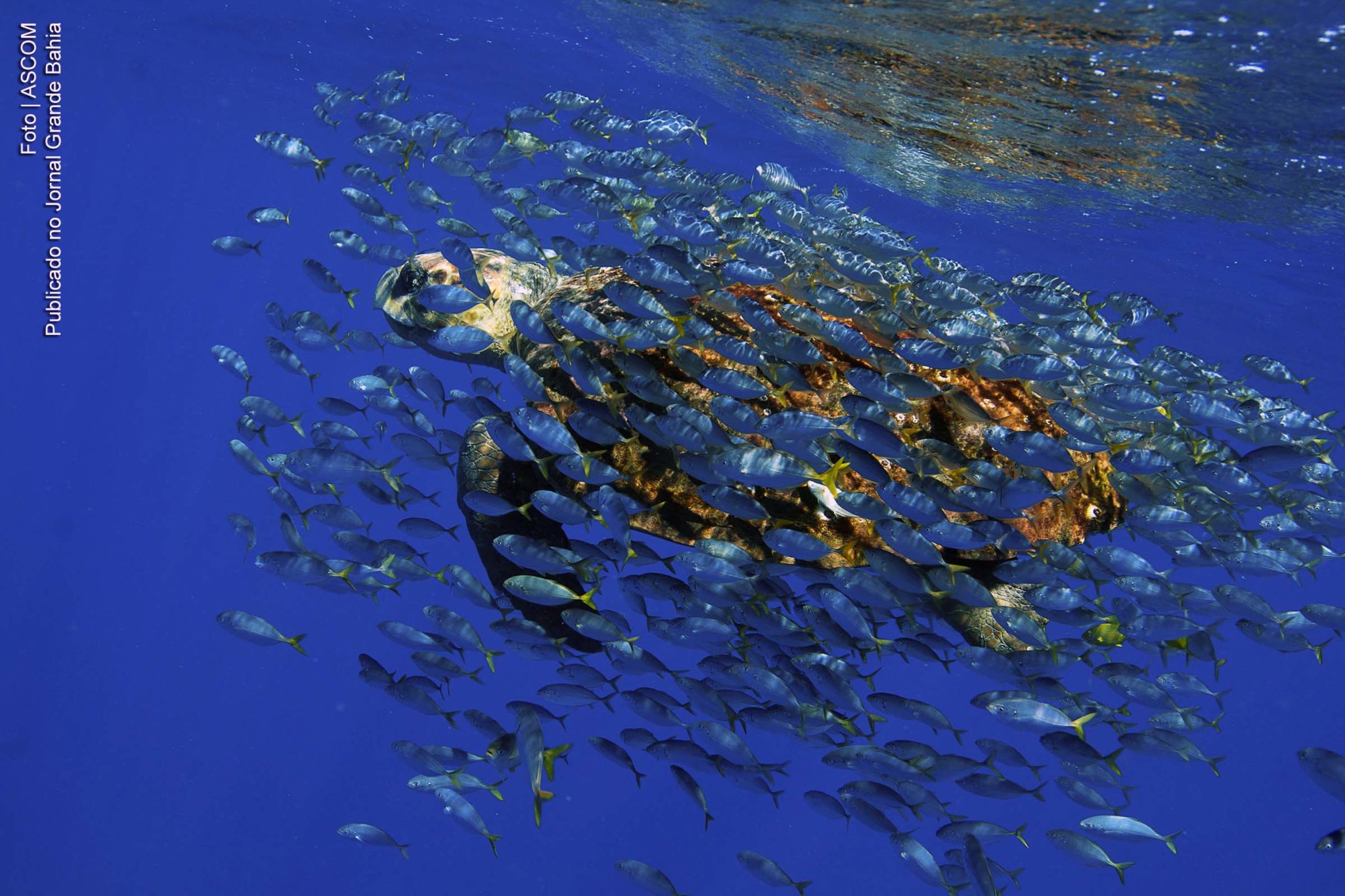 Academia Brasileira de Ciências lança documento em defesa de Oceanos; ABC propõe criação de instituto nacional para pesquisa oceânica