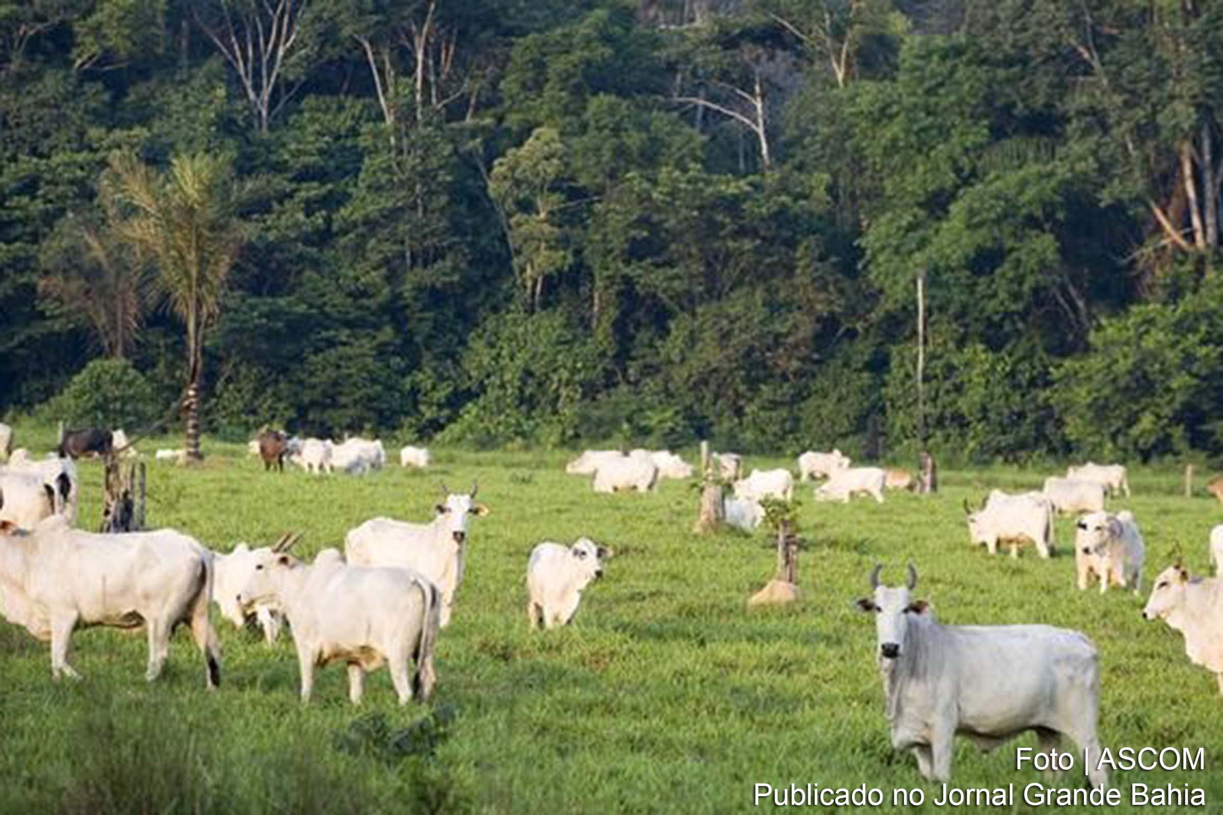 Com 89 milhões de cabeças de gado, só a Amazônia abriga hoje 42% do rebanho brasileiro. Após décadas de avanço "predatório" da pecuária, especialistas dizem ser possível zerar desmatamento sem perdas econômicas. A Amazônia vira pasto porque existem pessoas que só sabem extrair valor da floresta convertida em pasto, da pecuária extensiva e ineficiente, critica pesquisador.