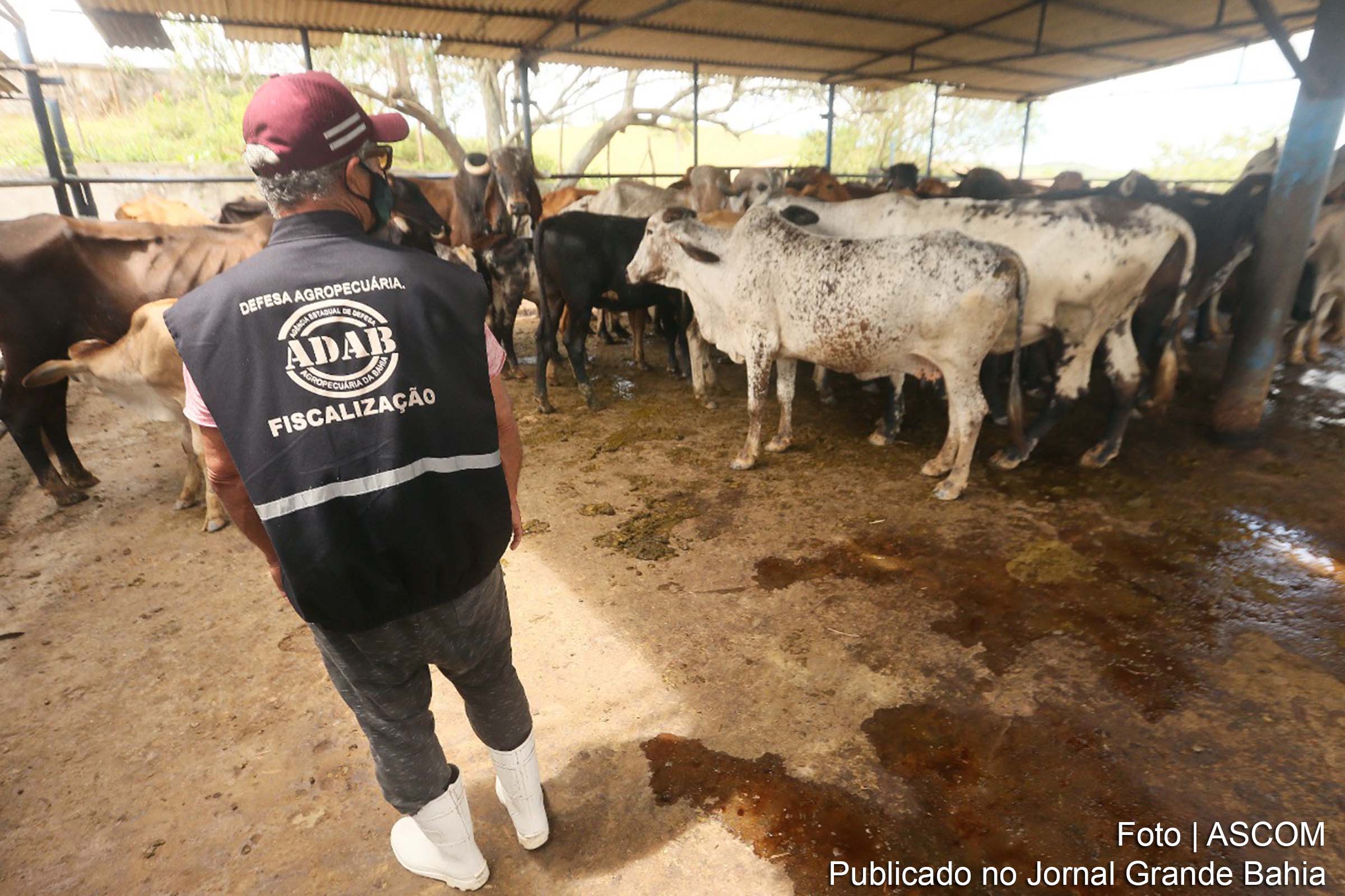 10,6 milhões de animais foram vacinados nesta 1º etapa de vacinação contra a febre aftosa na Bahia, encerrada no último dia 1º.