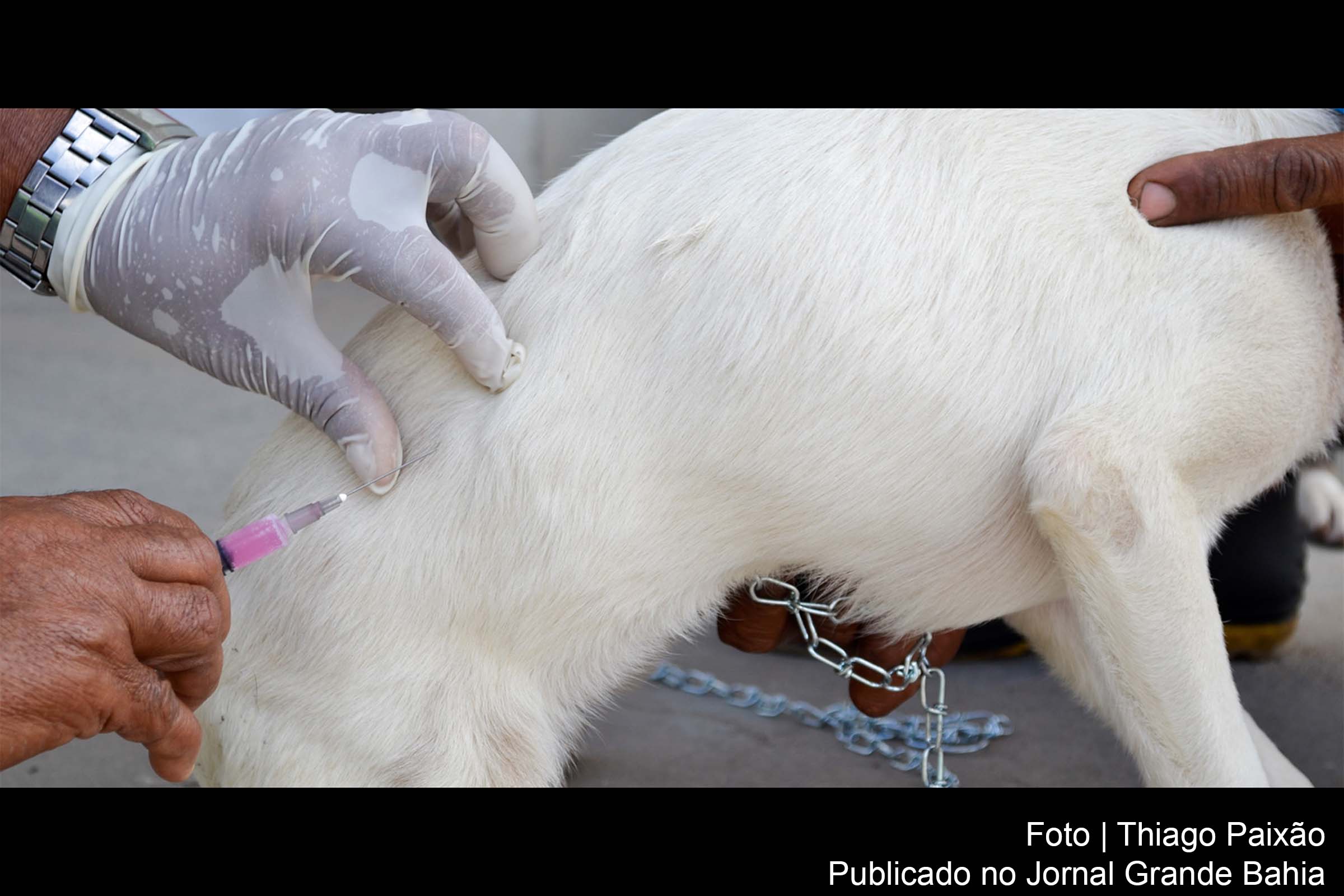 A expectativa é imunizar 40 mil cães e gatos.