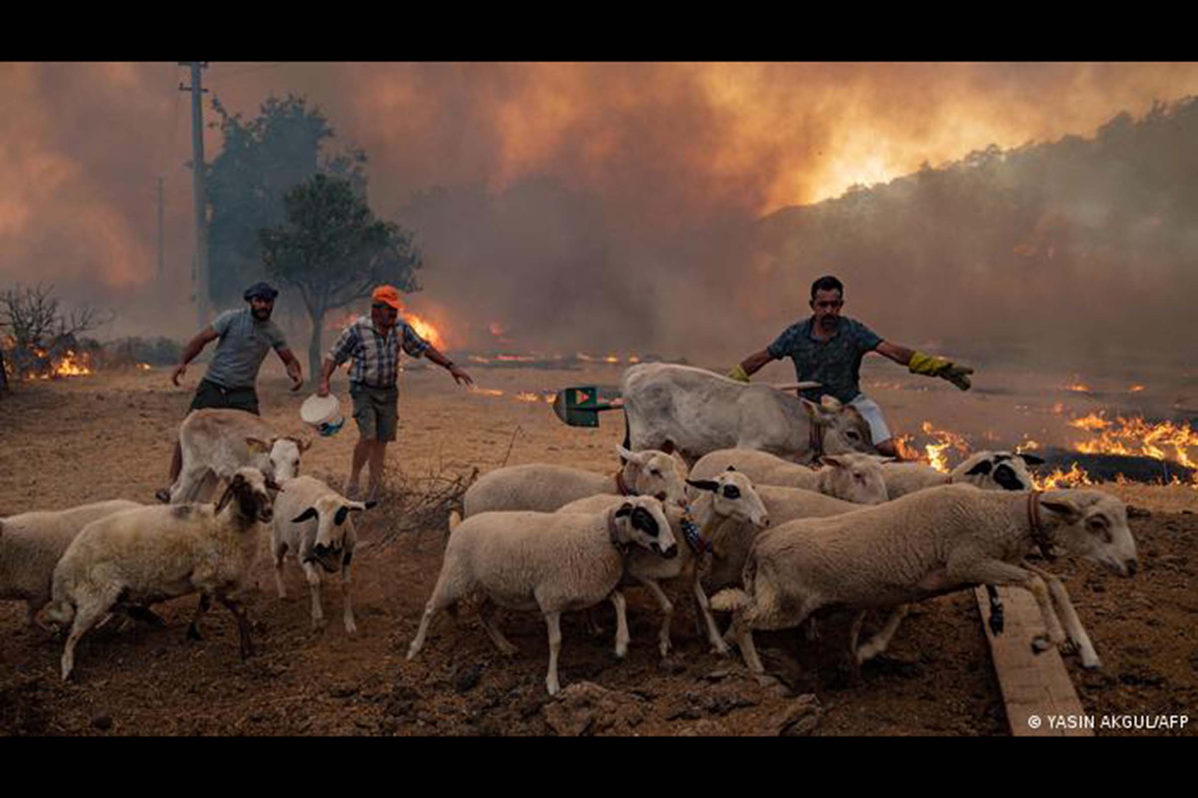 Fazendeiros tentam conduzir suas ovelhas para segurança no distrito de Marmaris, Turquia. Com quase metade do verão europeu transcorrido, a área queimada por incêndios florestais que devastam os Bálcãs, Itália e sudeste do Mediterrâneo já supera as médias anuais. Cientistas culpam a mudança climática.
