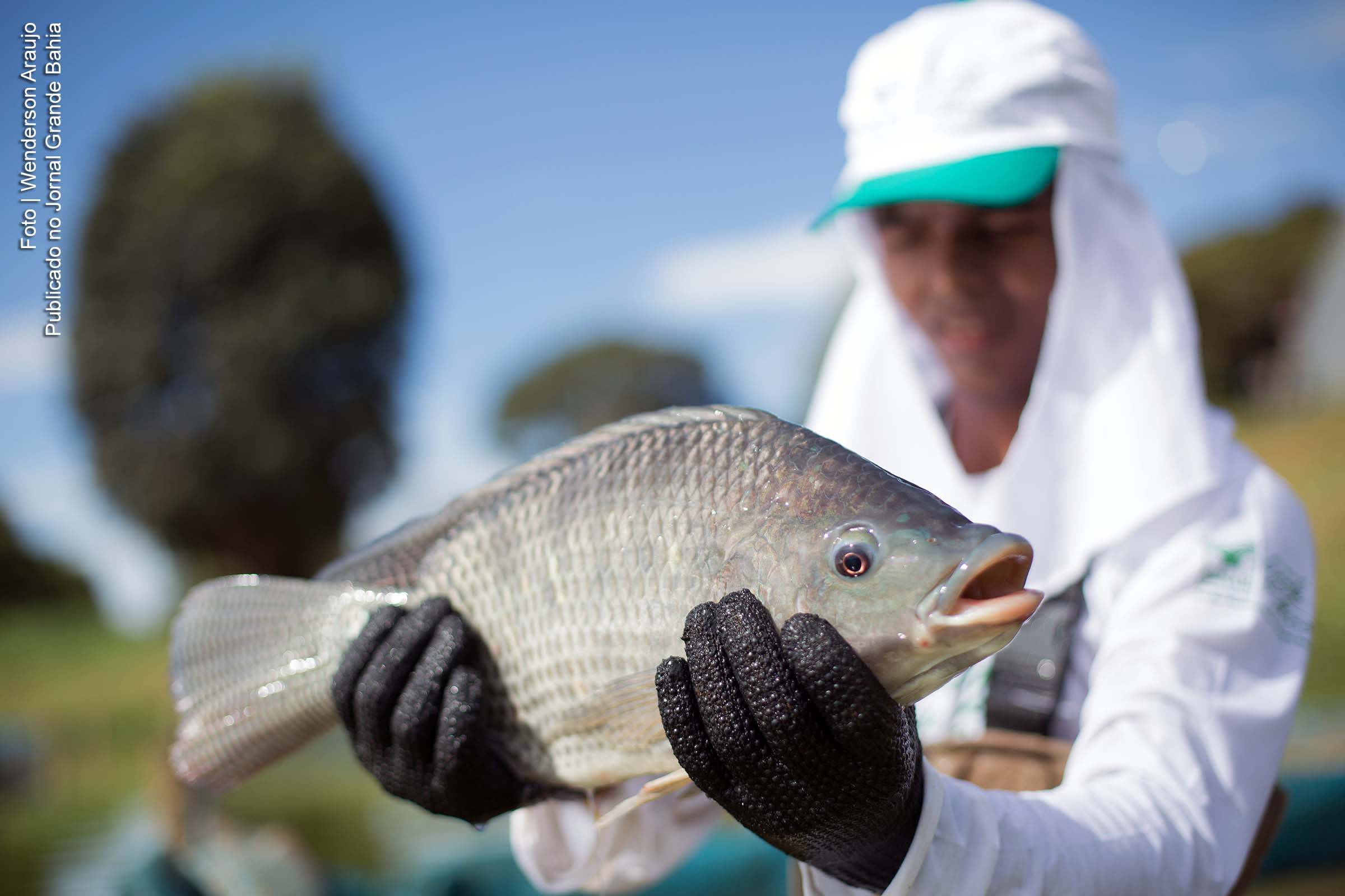 Governo Rui Costa lança ‘CheckFish’; Ferramenta tecnológica objetiva elevar produtividade da piscicultura na Bahia
