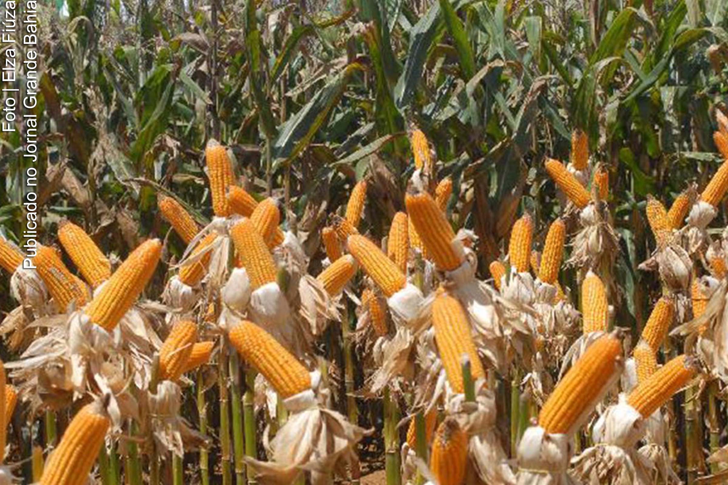 MP amplia estoques públicos do produto em até 200 mil toneladas.