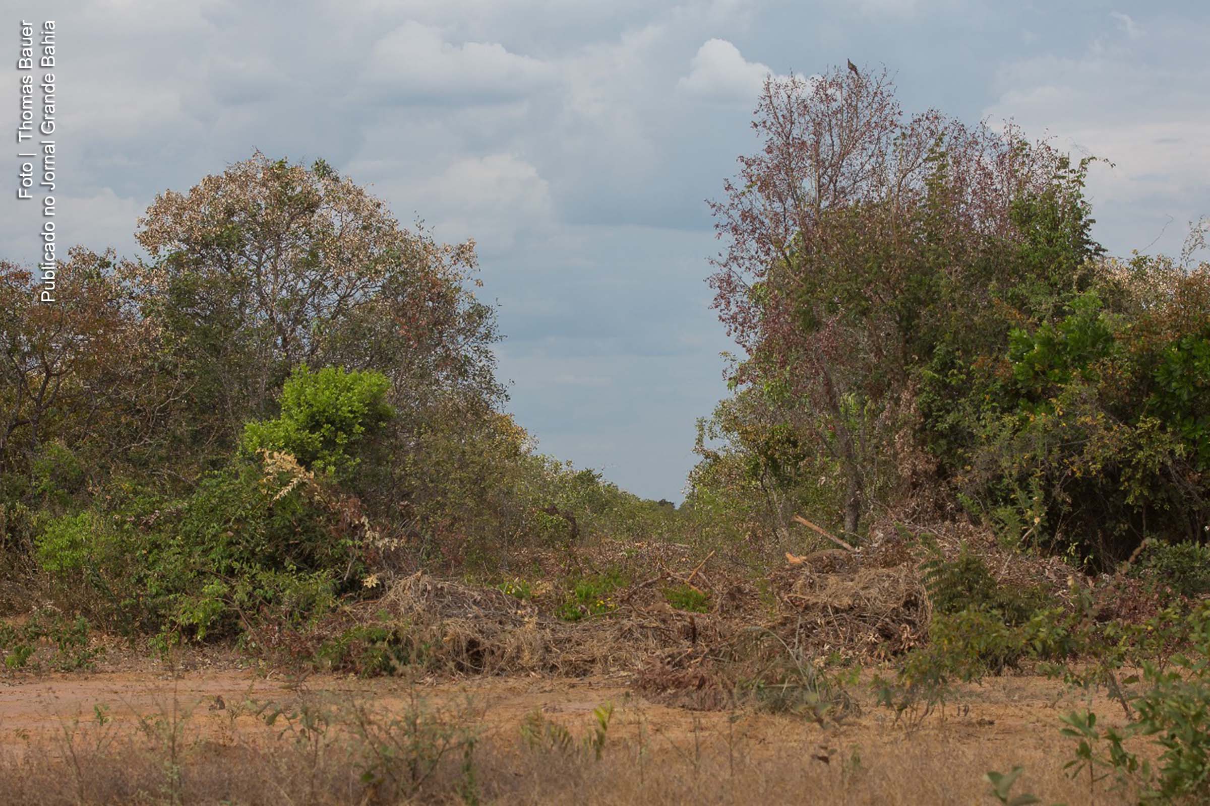 Caso Estrondo: Empresa Delfin Rio contesta versão sobre desmatamento ilegal das nascentes do Rio Preto no oeste da Bahia