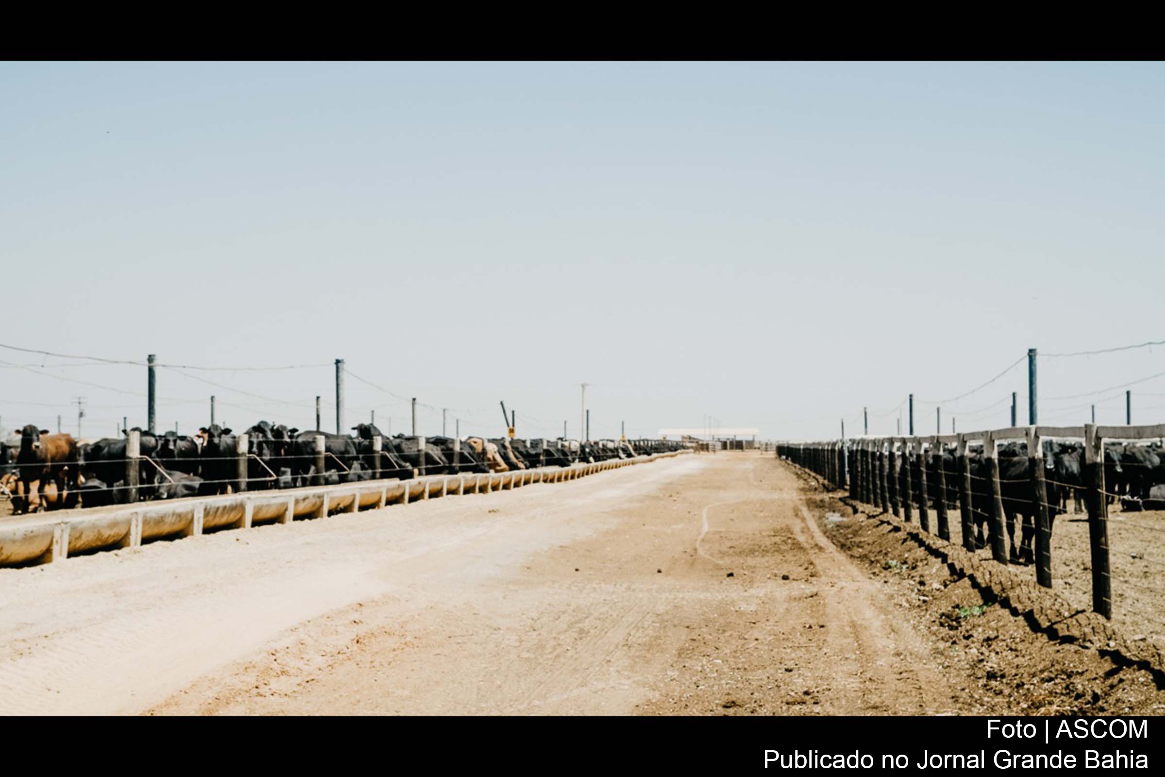 Oeste da Bahia é destaque na produção de carne bovina de qualidade.