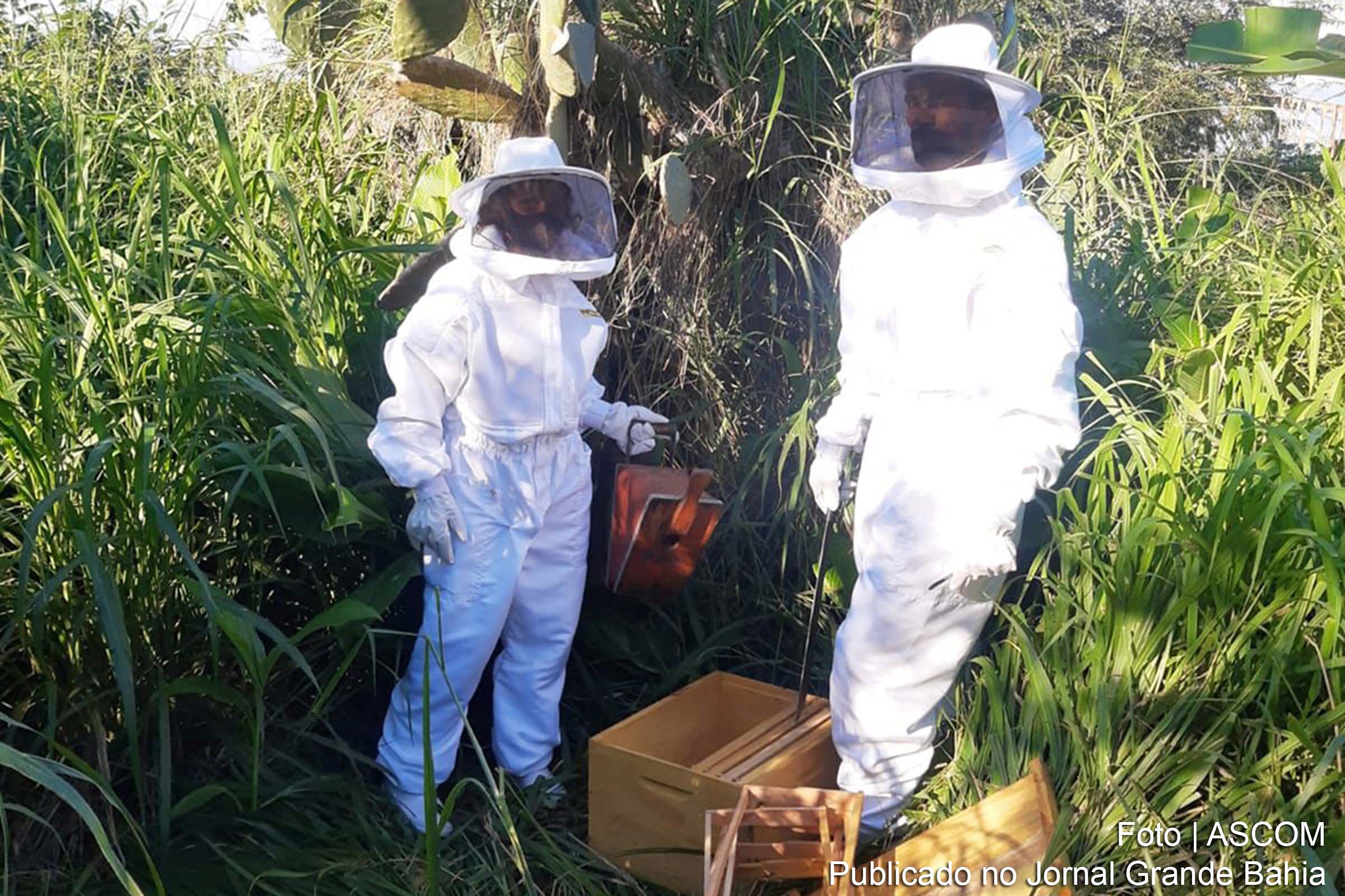 Está em fase final, em Feira de Santana, o estudo técnico para estruturação da cadeia produtiva de mel e produtos apícolas.