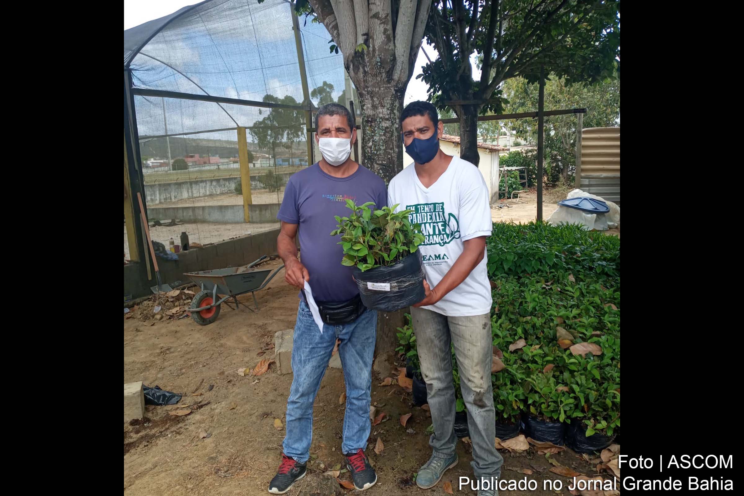 Distribuição no período alcançou 12 municípios, por meio da parceria entre o instituto e o Governo do Estado da Bahia, por intermédio da SDR.