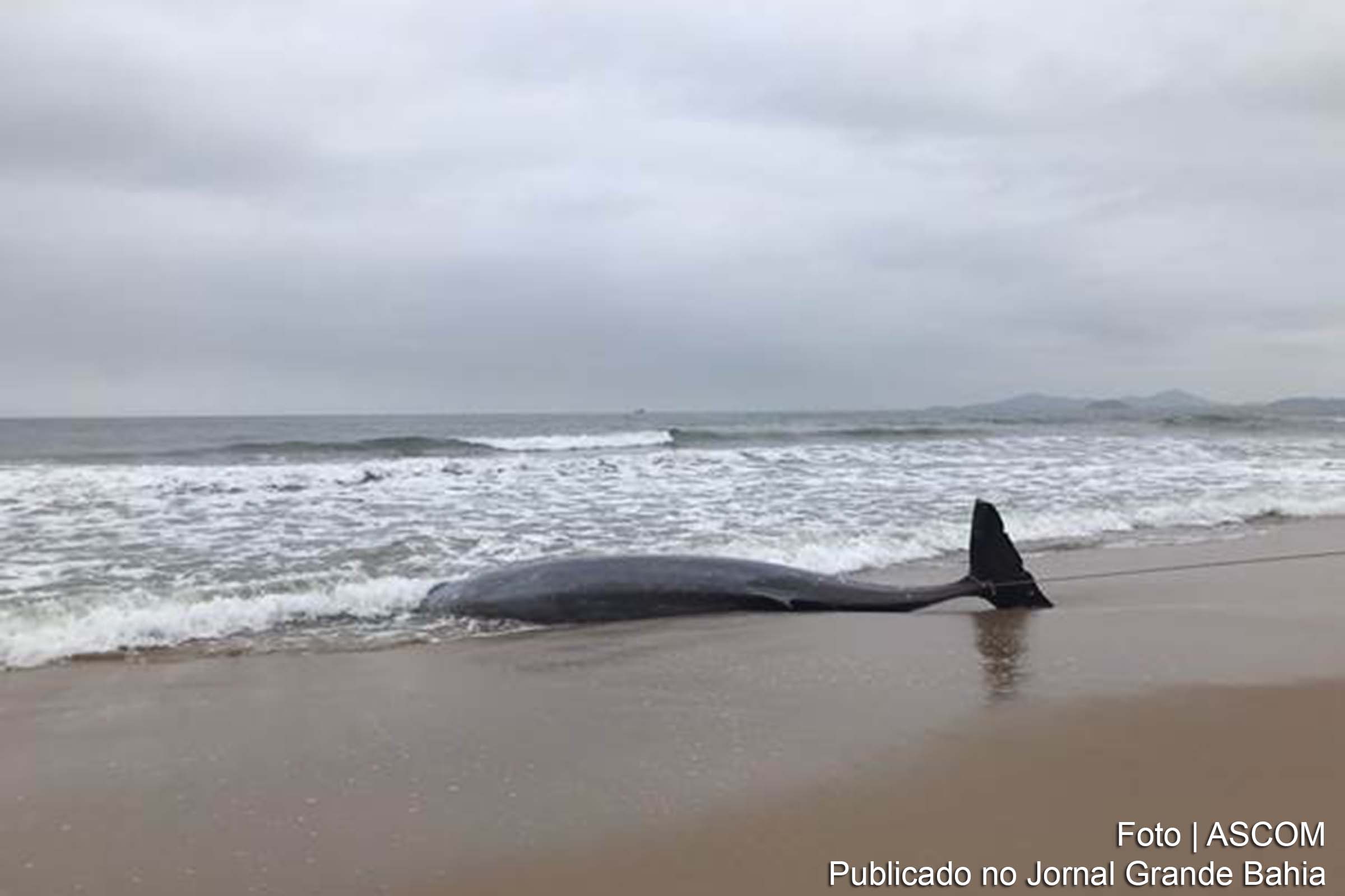 Pesquisadores da Unidade de Estabilização de Animais Marinhos da Univali em Penha atuam para identificação da causa da morte do animal.