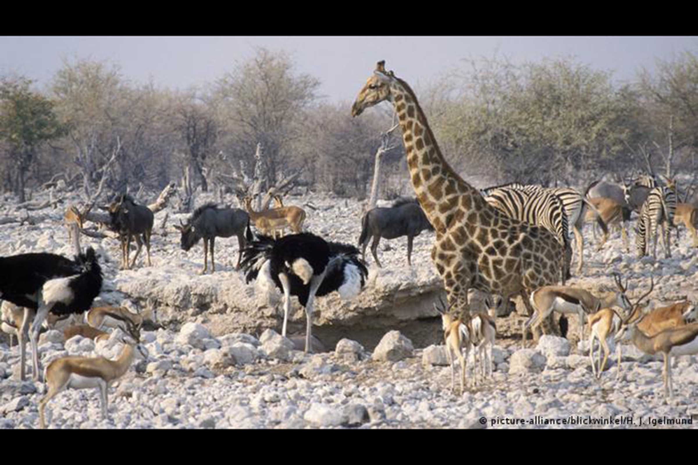Representantes de quase 200 países abrem discussão sobre plano de proteção ambiental para os próximos dez anos. Nenhuma meta do acordo anterior foi alcançada, o que gera preocupações na ONU e em ambientalistas. Cerca de um milhão de espécies de animais e plantas estão ameaçadas de extinção, segundo relatório das Nações Unidas.