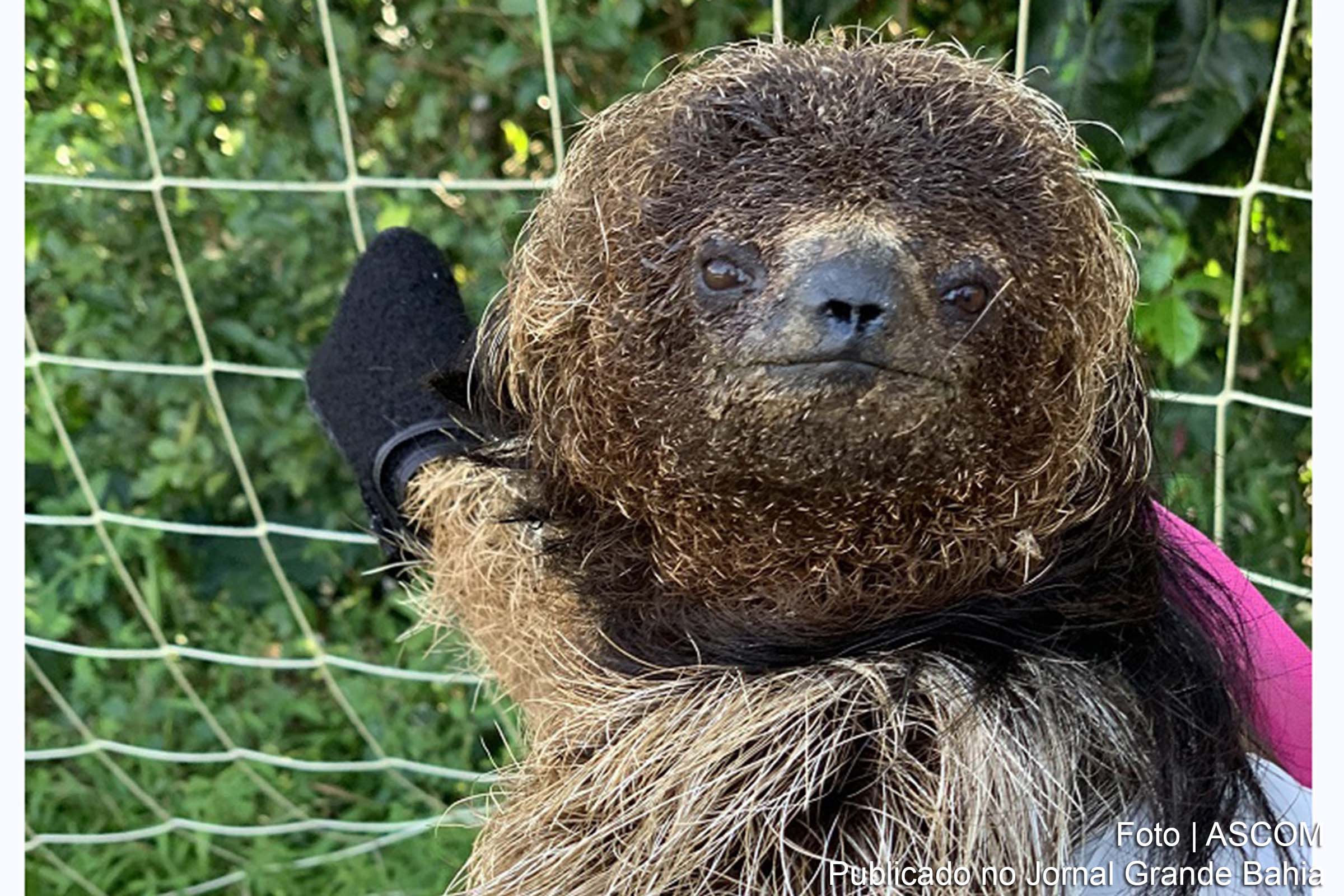 Expedição inédita vai mapear a preguiça-de-coleira na região norte da Bahia