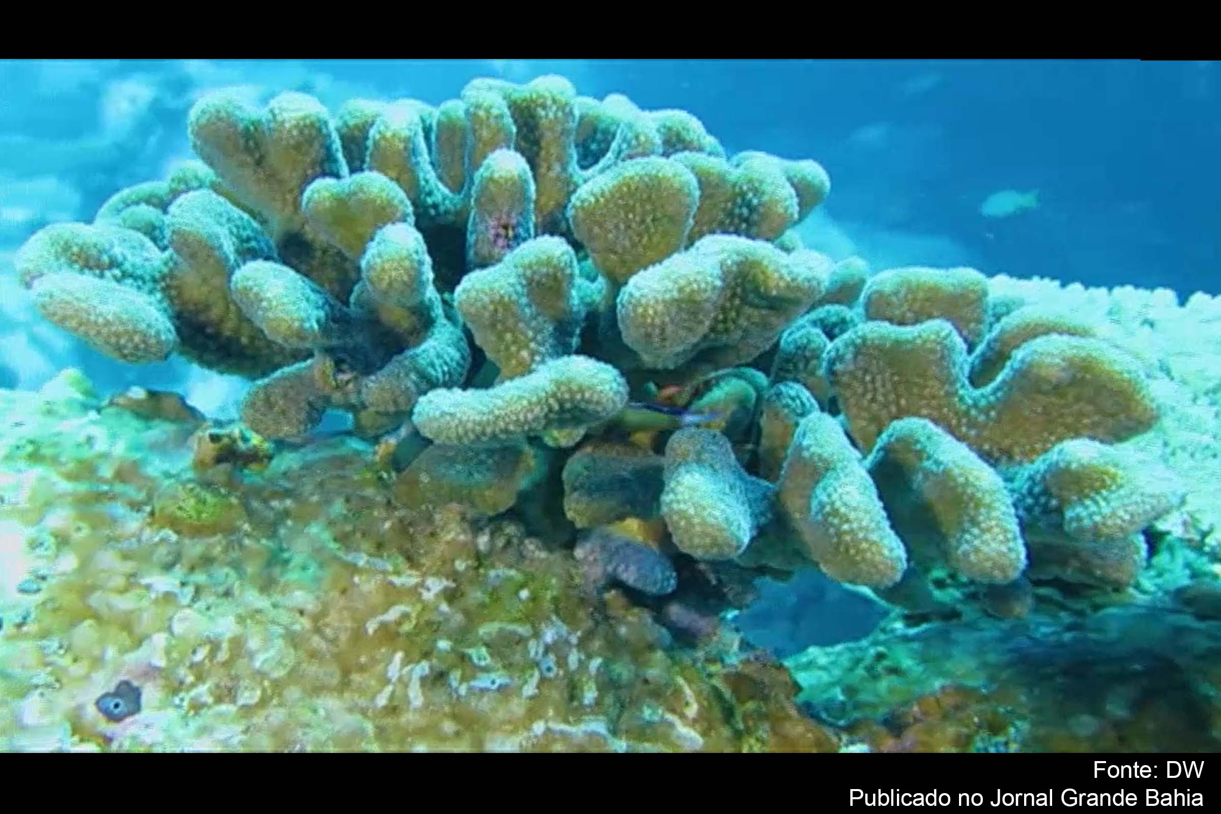 Mundo perdeu 14% de seus corais em 10 anos, diz estudo; Poluição ambiental e aquecimento do mar provoca branqueamento de corais