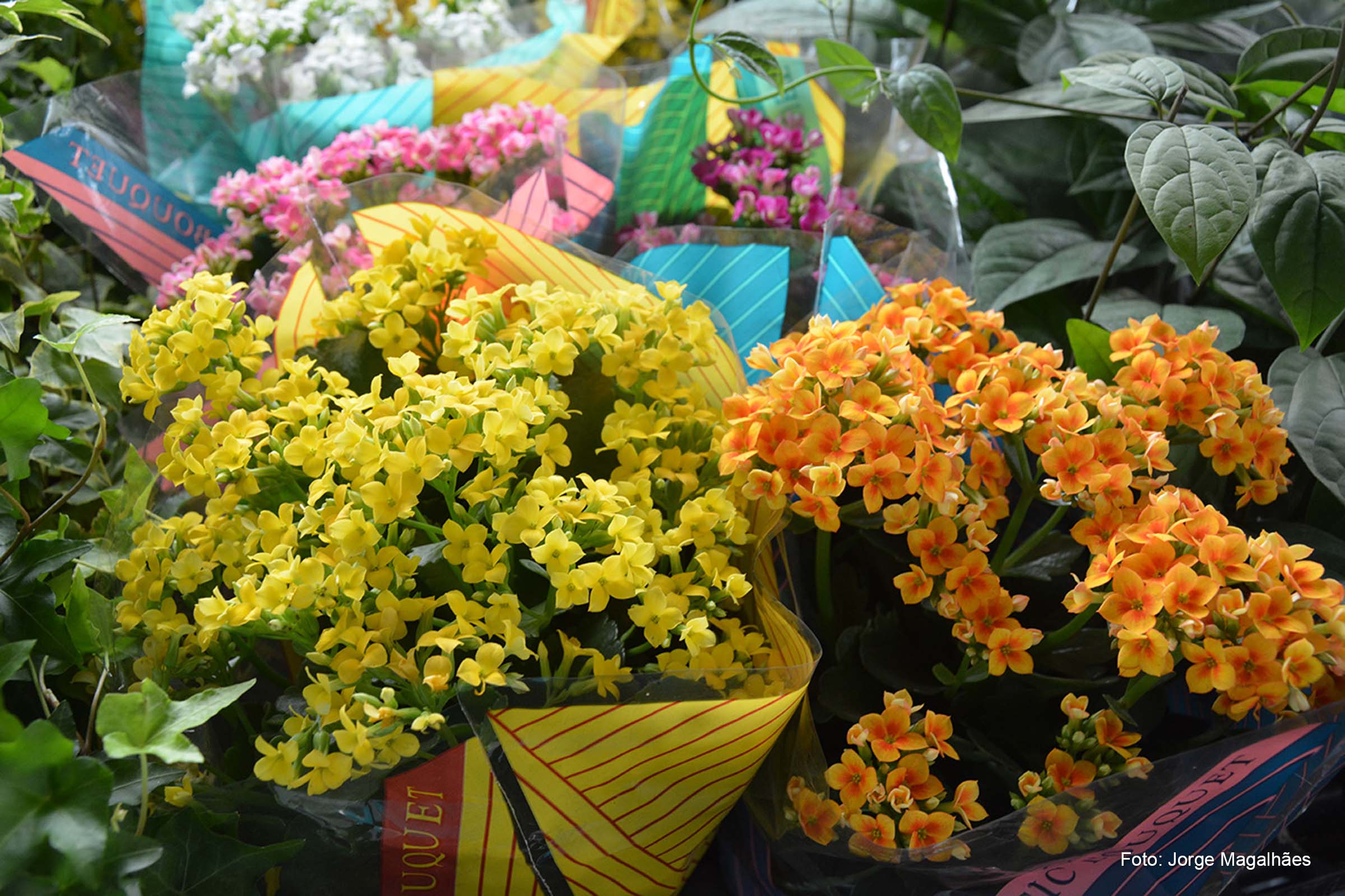 Roseiras, palmeiras, orquídeas, begônias, violetas, suculentas, samambaias, além de mudas frutíferas e bonsais estão expostas para venda no evento.