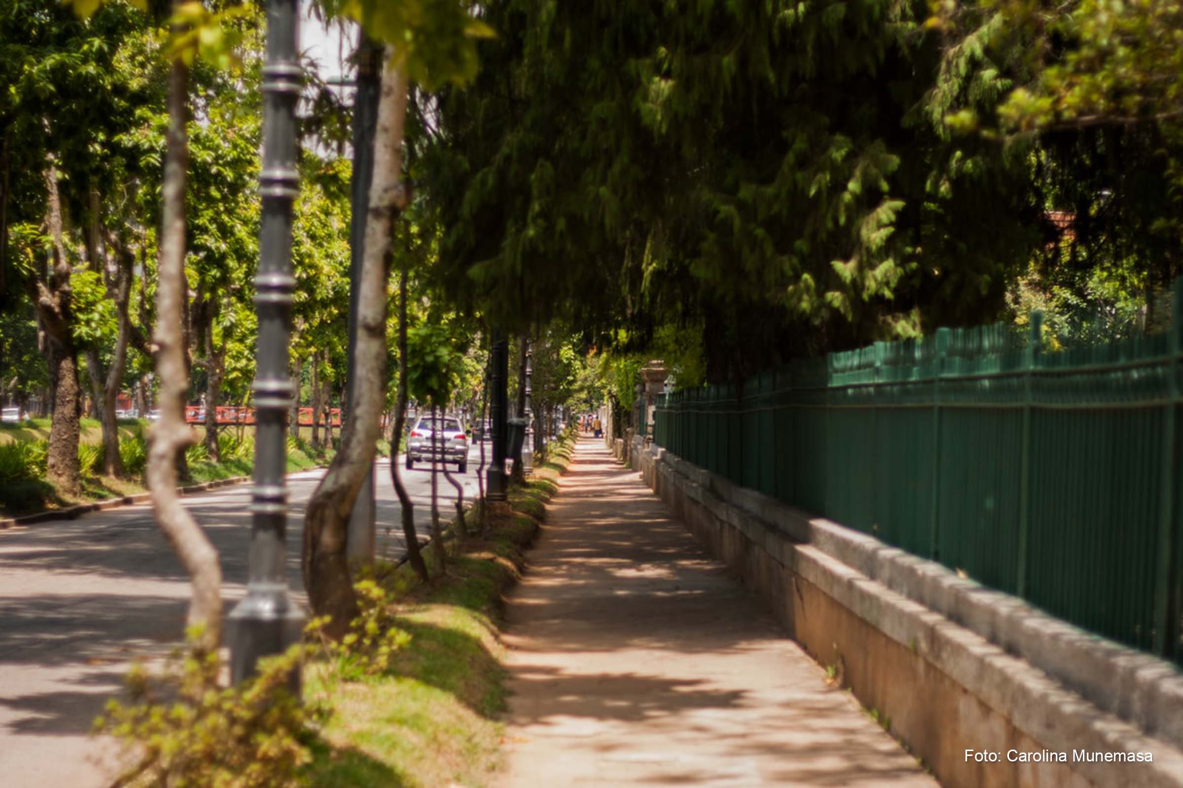 Projeto de arborização “Viva a Natureza” prevê o de mil árvores em toda a cidade de Feira de Santana.