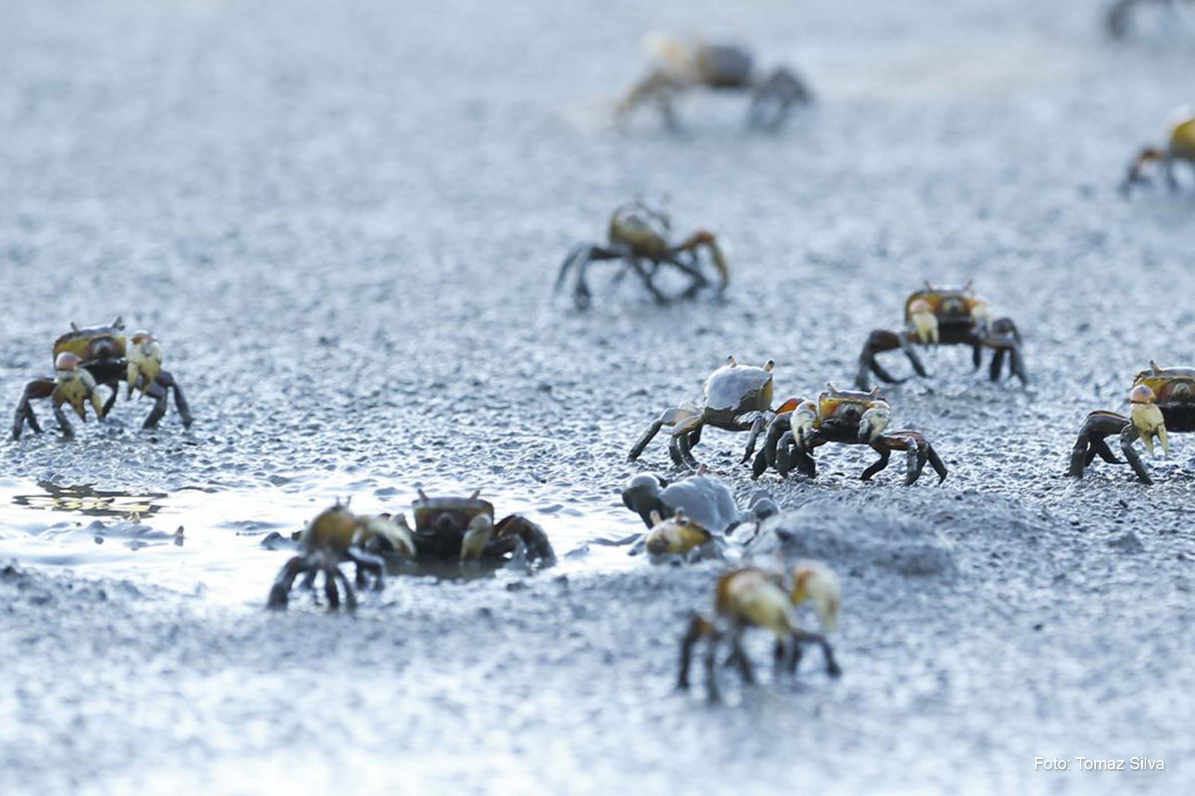 Voltaram a valer as resoluções que estabeleciam faixas de proteção ao redor de reservatórios e de restingas e manguezais.