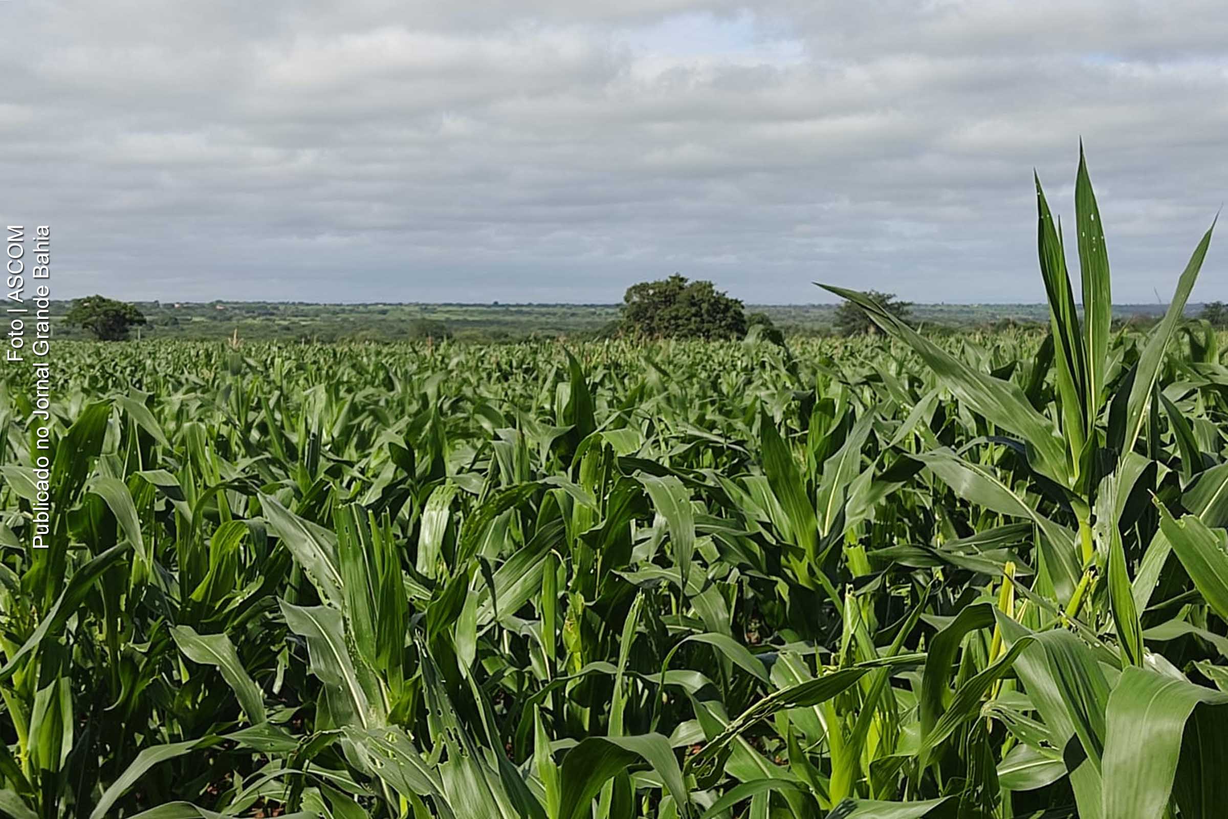 Com chuvas bem distribuídas, os agricultores estão bastante animados para a colheita de milho.