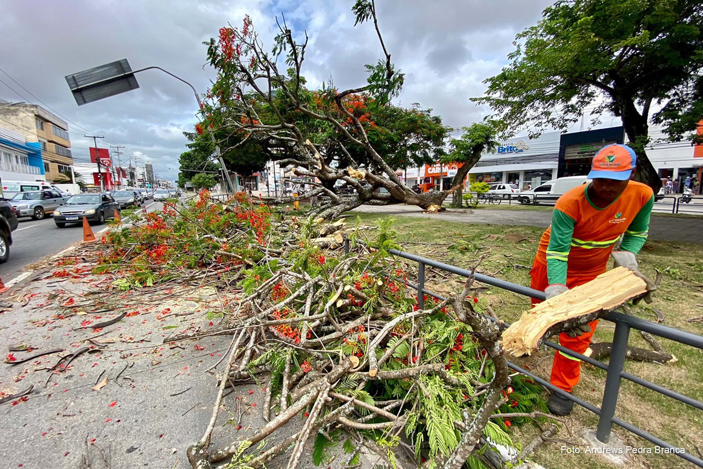 Árvore caiu no canteiro da Avenida Getúlio Vargas, em Feira de Santana, nas imediações da Avenida Maria Quitéria.