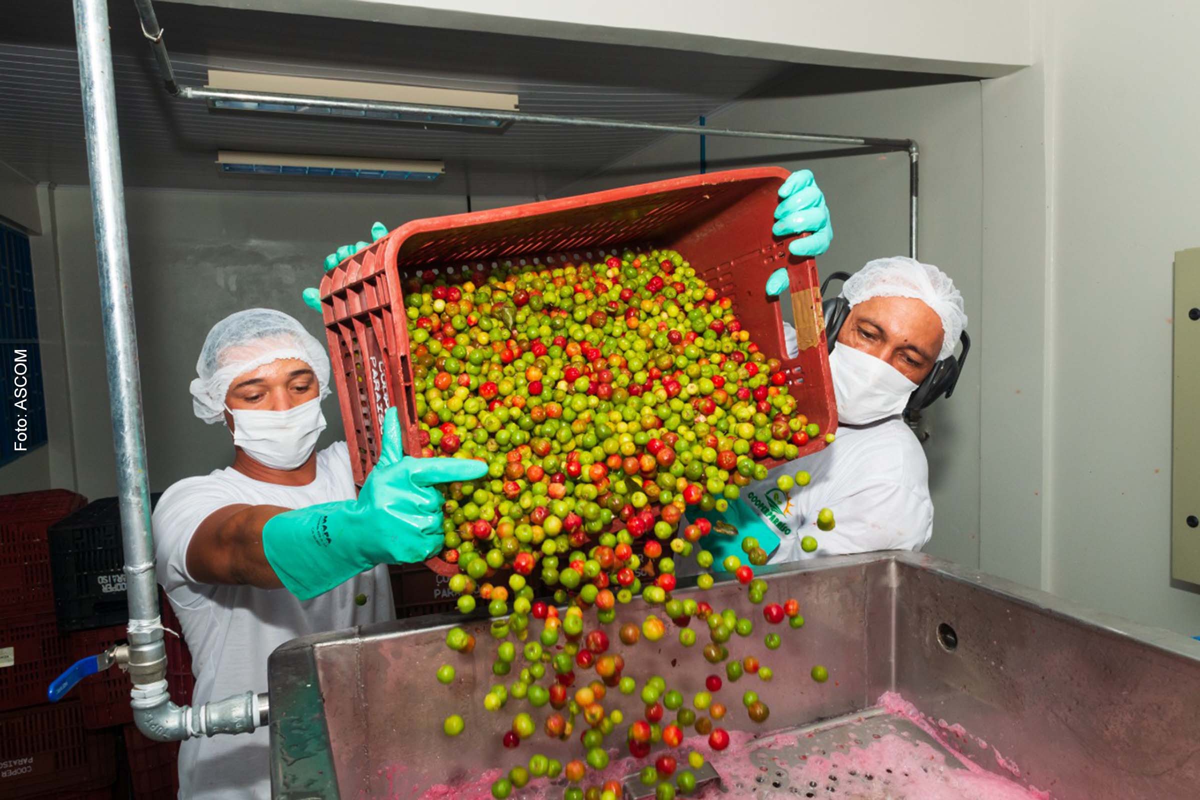 Colheita dos filiados à Cooperparaíso teve início no último mês de novembro de 2021.