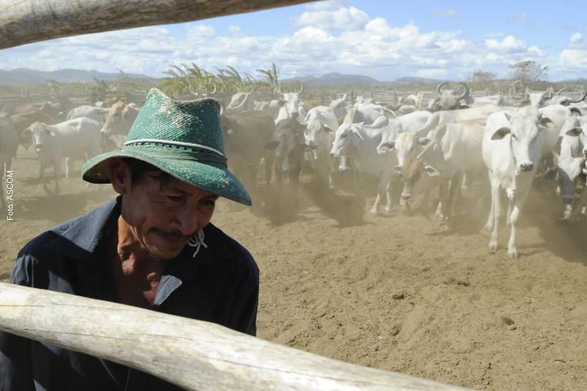 Abate de bovinos recua 8,2% e de aves 1,2% no 4º trimestre de 2021