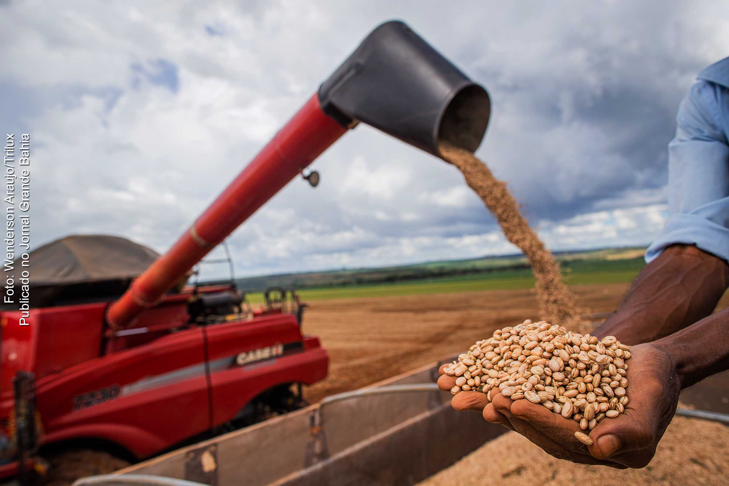 Colheita de feijão tem previsão recorde.