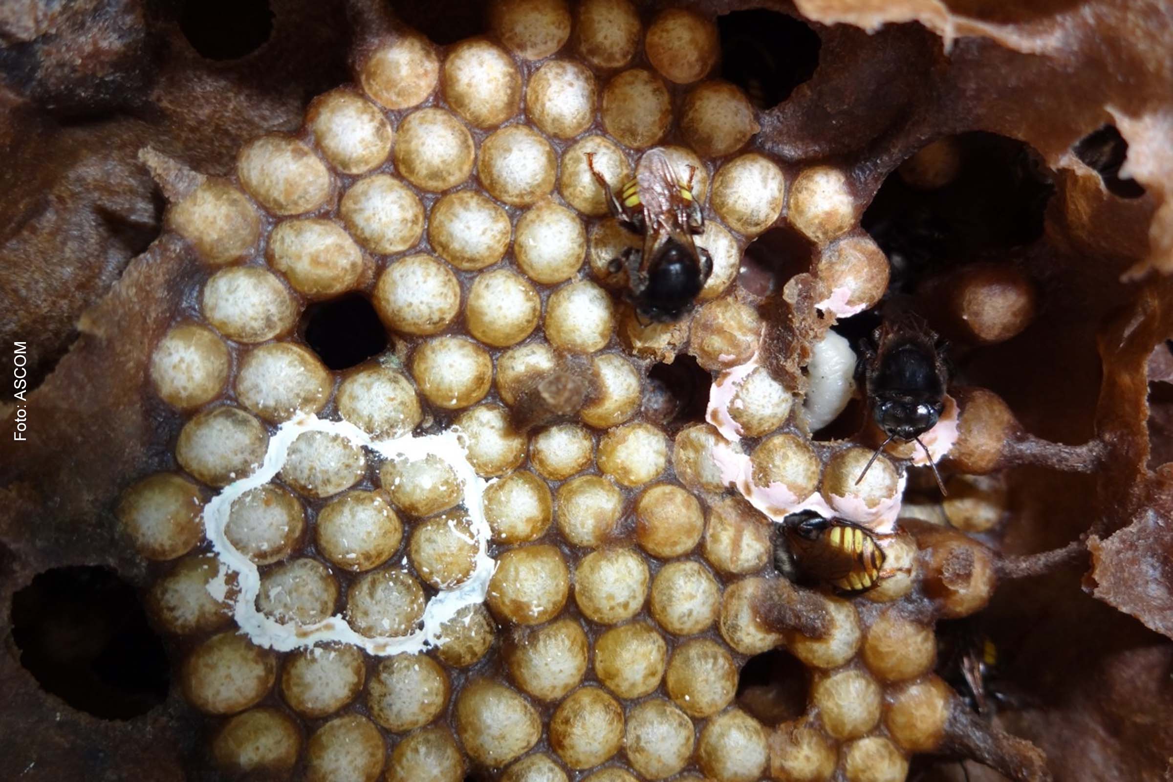 Operárias de Melipona quadrifasciata anthidioides removendo larvas mortas em teste de comportamento higiênico.