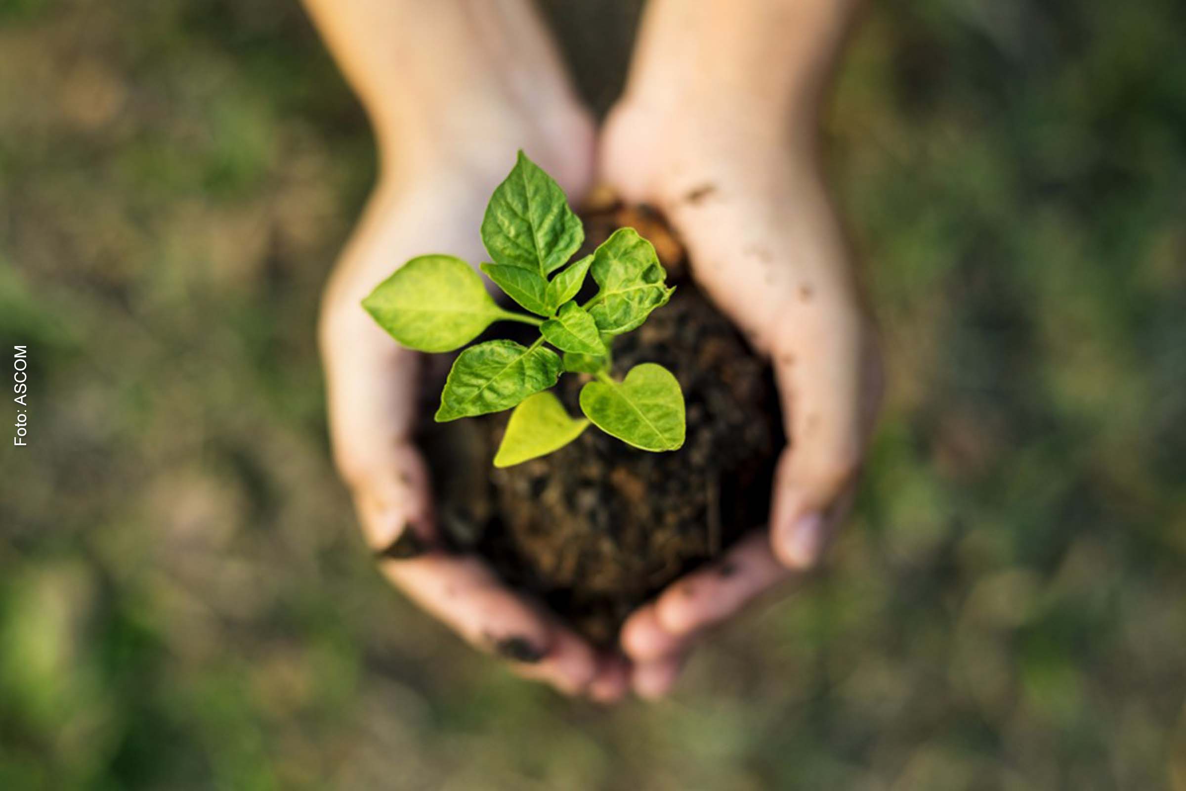 Instituto Amazônia +21 aponta bioeconomia como oportunidade de negócio sustentável na Amazônia Legal.