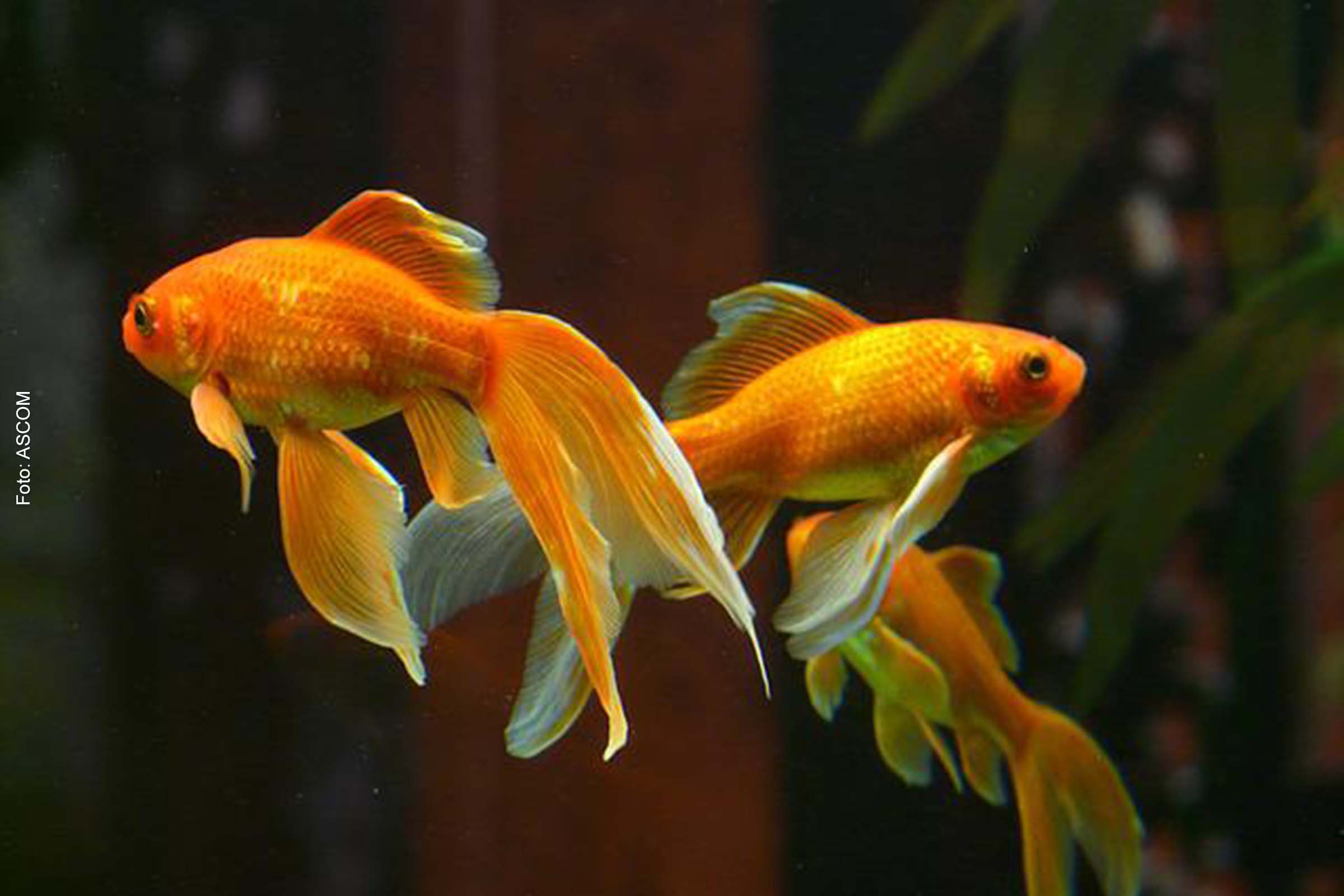 Para alimentar os peixes, o processo é relativamente tranquilo, entretanto, exige atenção.