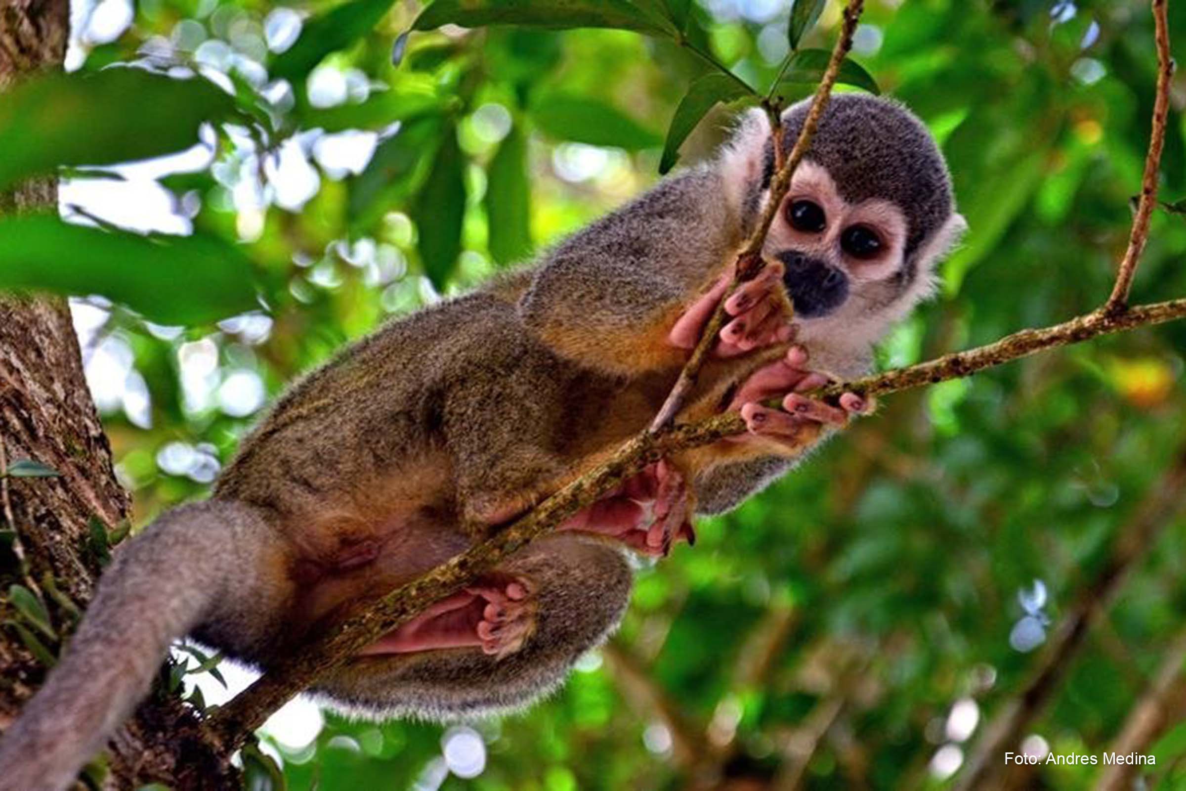 FAO e OMS alertam ser necessário vigiar as populações de mamíferos para detectar infecções por SARS-CoV-2.