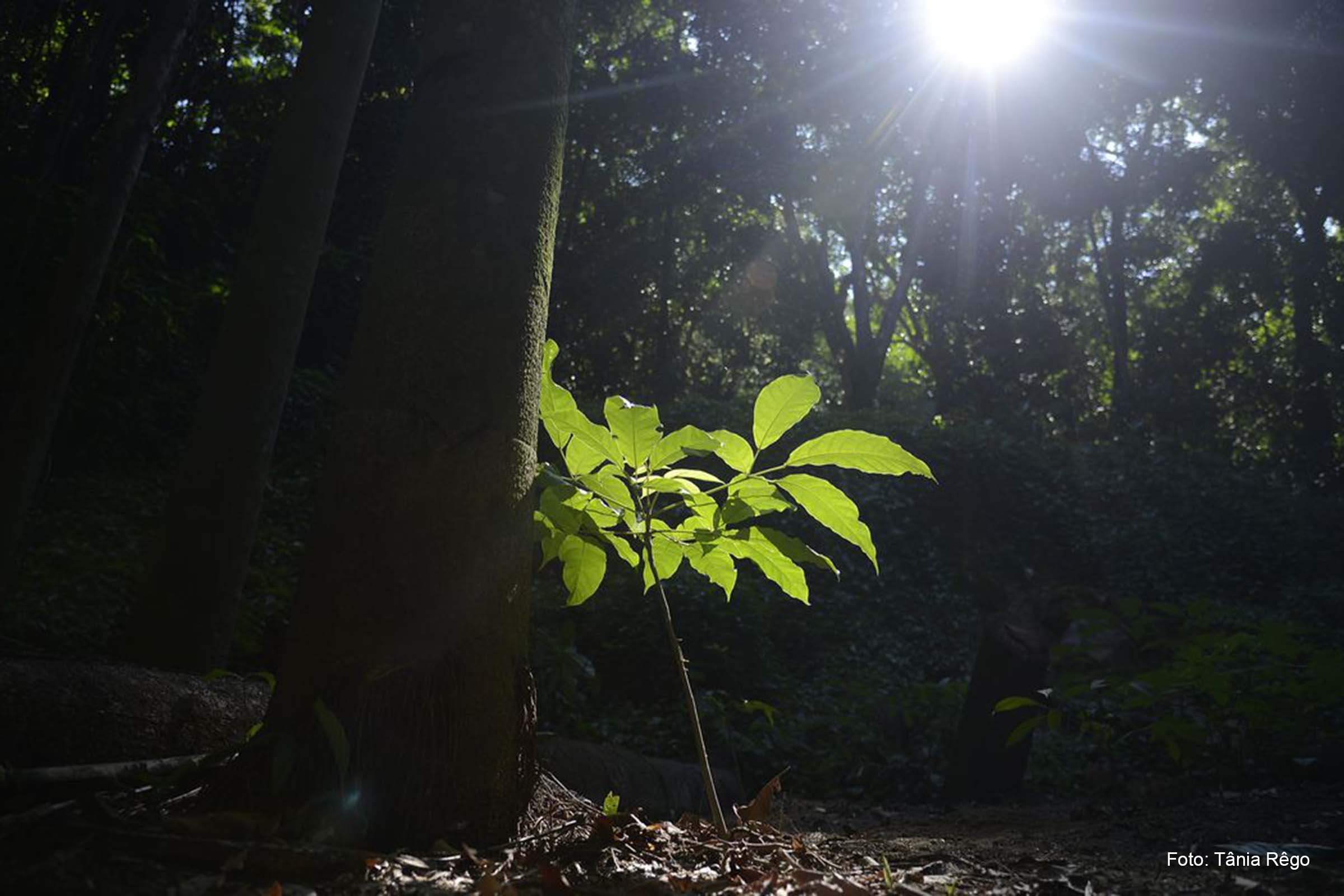 Dentro de 90 dias devem ser criados projeto-piloto e grupo de trabalho para discutir as medidas propostas.