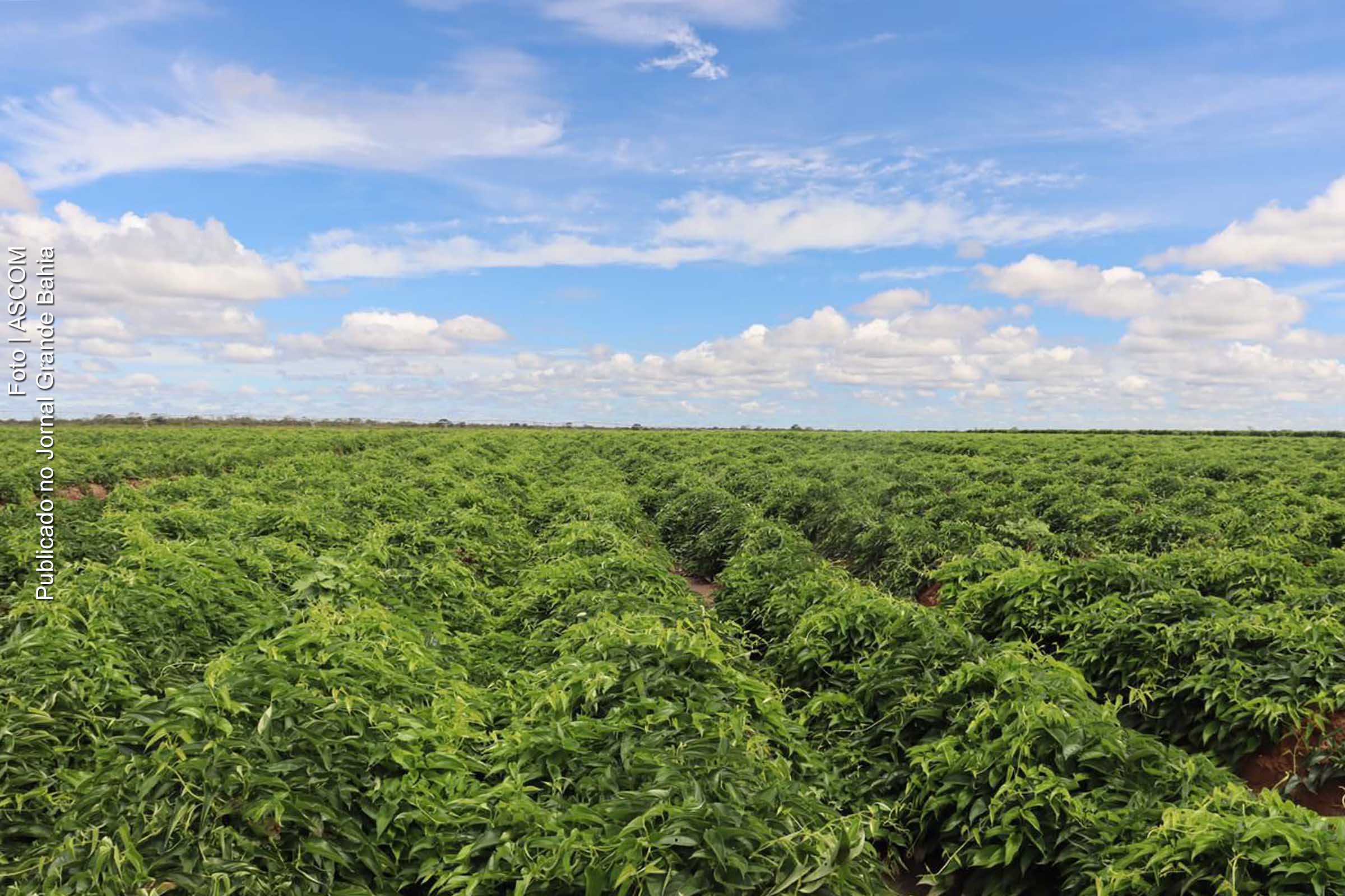 Vista de plantação da Fazenda Desterro, empreendimento situado no Polo Agroindustrial e Bioenergético do Médio São Francisco.