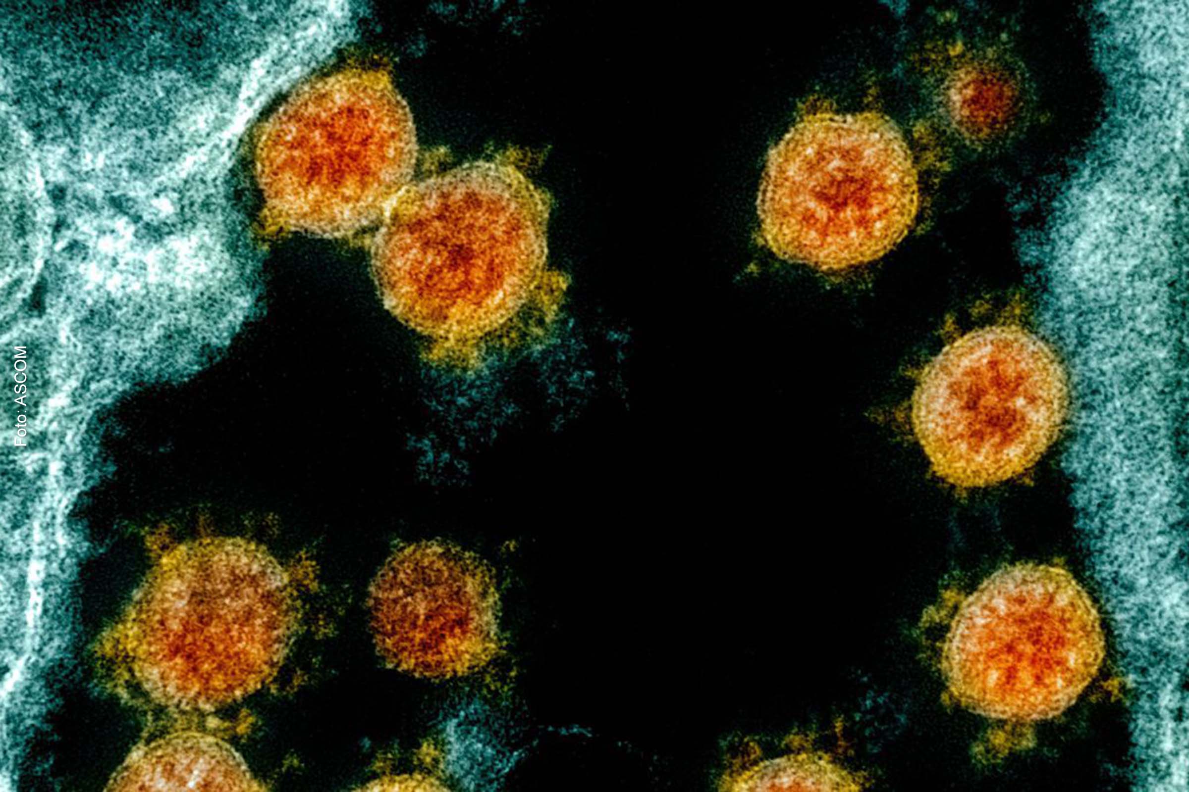 A contribuição do estudo foi explicar o que desencadeia o processo inflamatório excessivo que ocorre nas formas graves da doença e como ele se desenvolve.