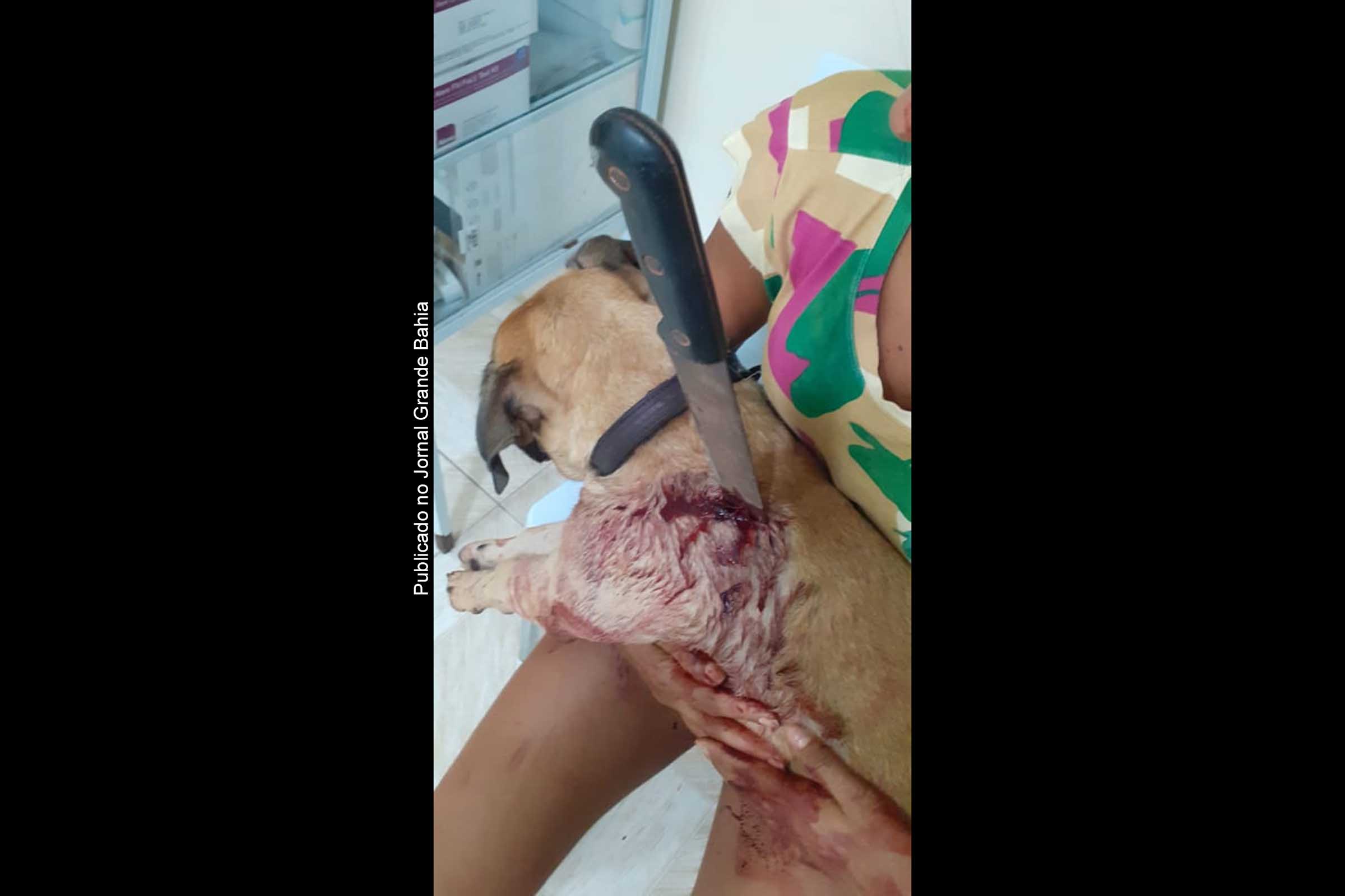 Nick, cão de estimação da jornalista Paloma Neves, foi alvo de violência.