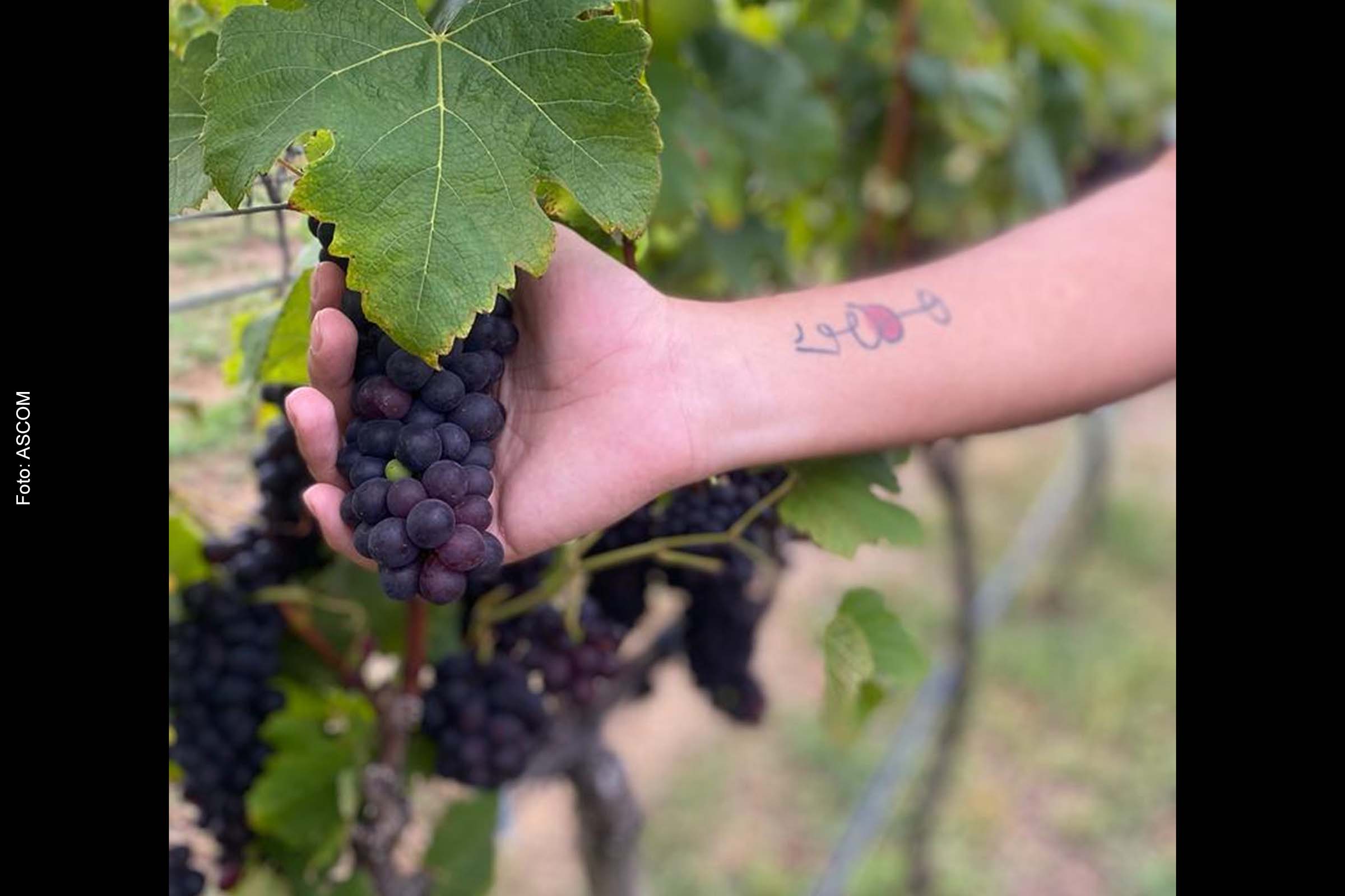 Uma tonelada de uvas malbec foram colhidas por estudantes na Chapada Diamantina.
