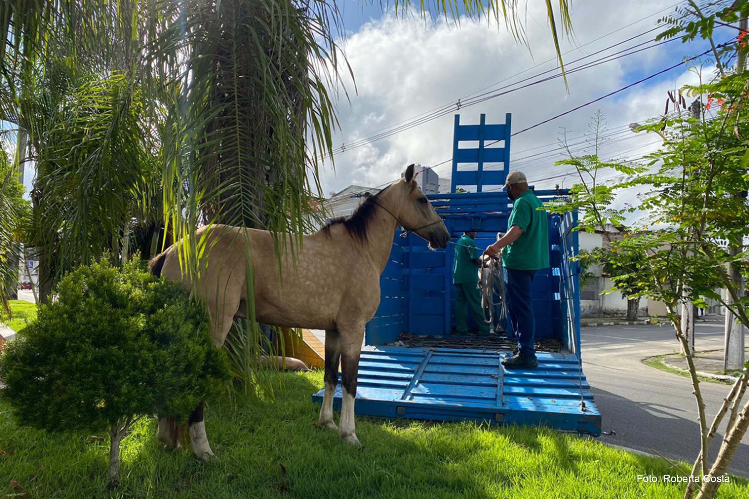 Todos os animais foram levados para o CCZ onde ficam apreendidos até o proprietário pagar uma multa no valor de R$ 100, aplicada pelo Governo Municipal.