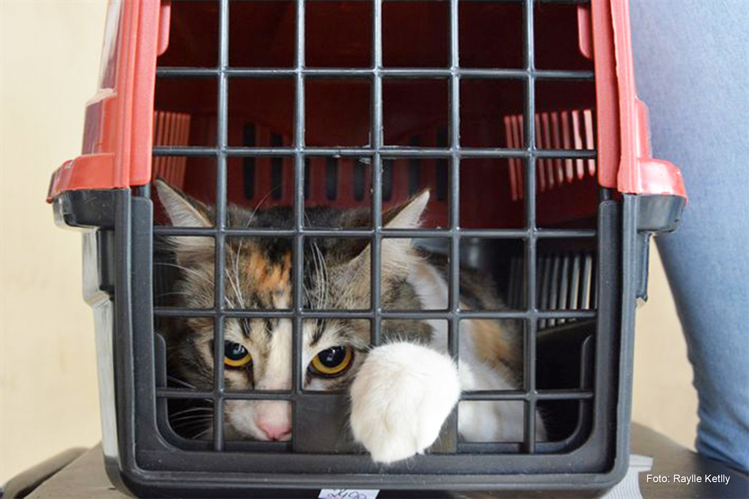 Doença é uma micose causada pelo fungo Sporothrix schenckii, que pode afetar animais e humanos.