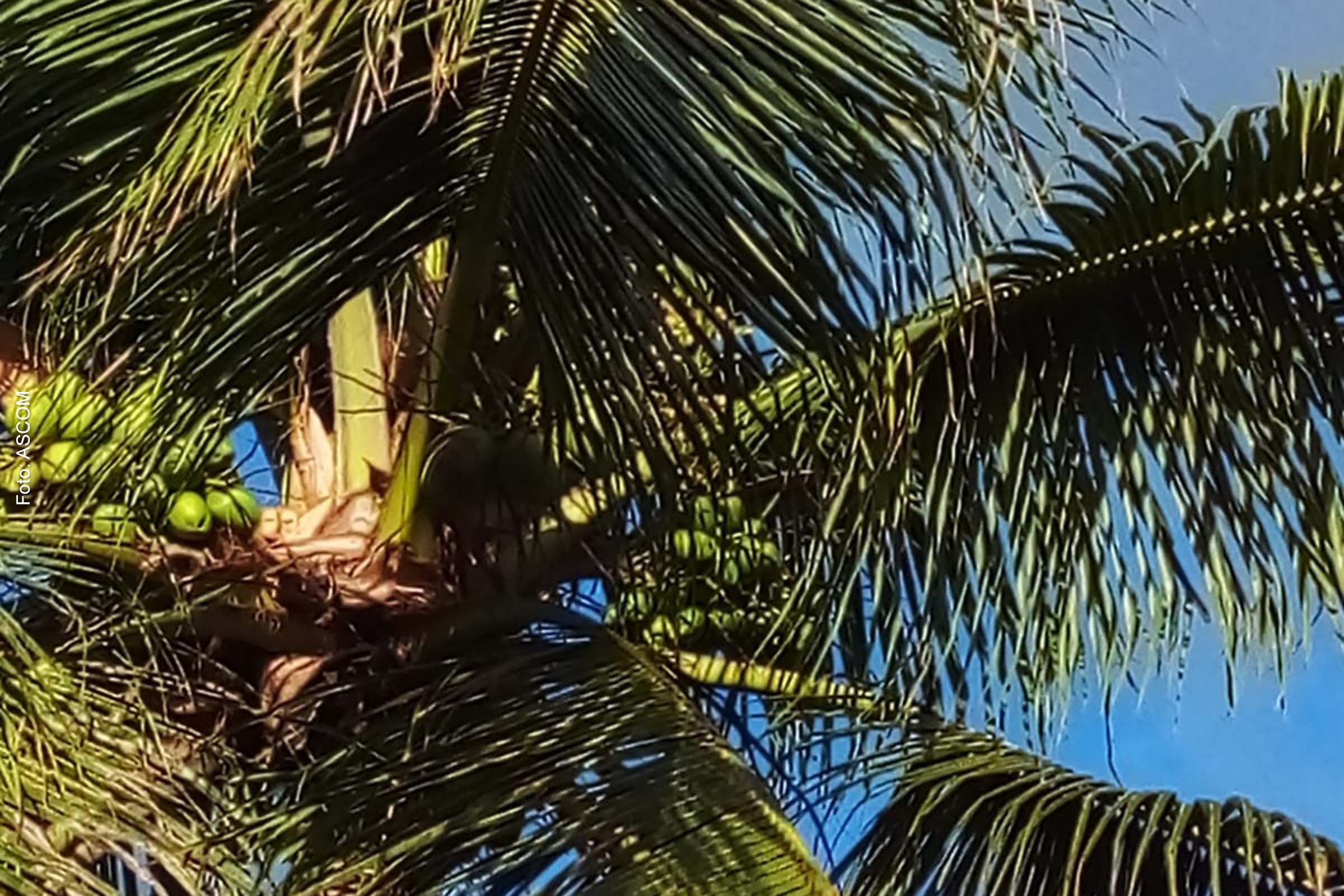 Recursos foram destinados para aquisição de adubos e corretivos de solo, mudas certificadas, máquinas para tratos culturais do coqueiral como triturador, roçadeira e entre outros.