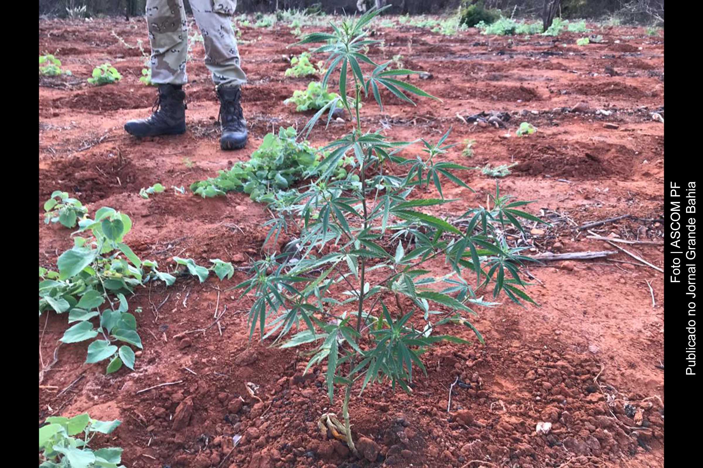 Operação Exstirpatio erradicou plantio de maconha no município de Livramento de Nossa Senhora.