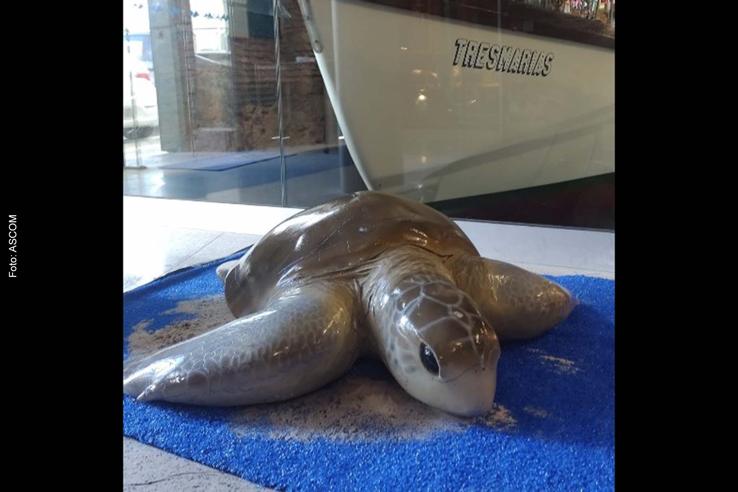 Até o dia 18 de julho de 2022, o público poderá conferir mostra com ações da fundação e conhecer sobre as tartarugas marinhas.