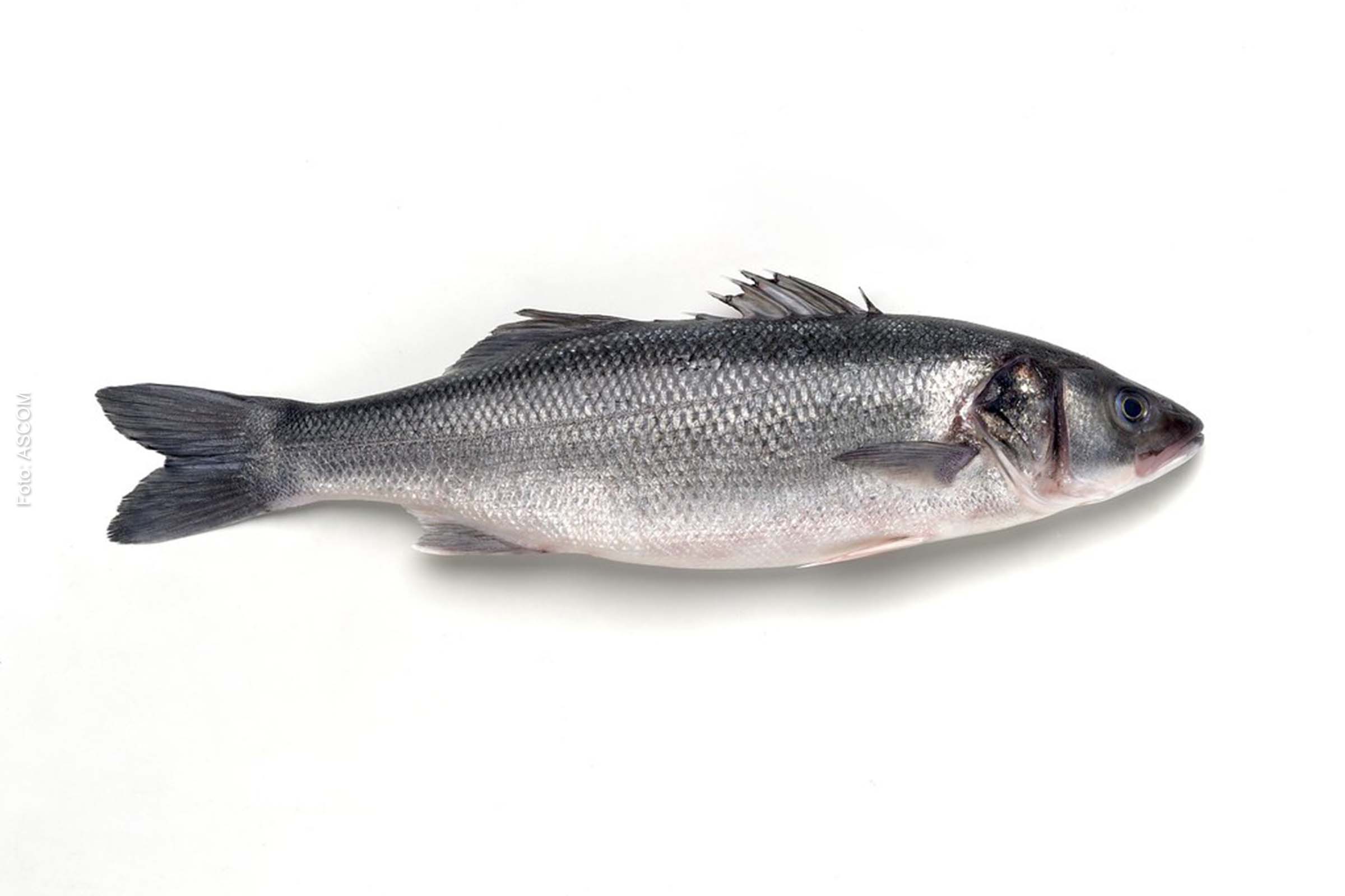 Período de defeso está previsto na Portaria Ibama 49/1992 e visa proteger as espécies durante o período de reprodução.