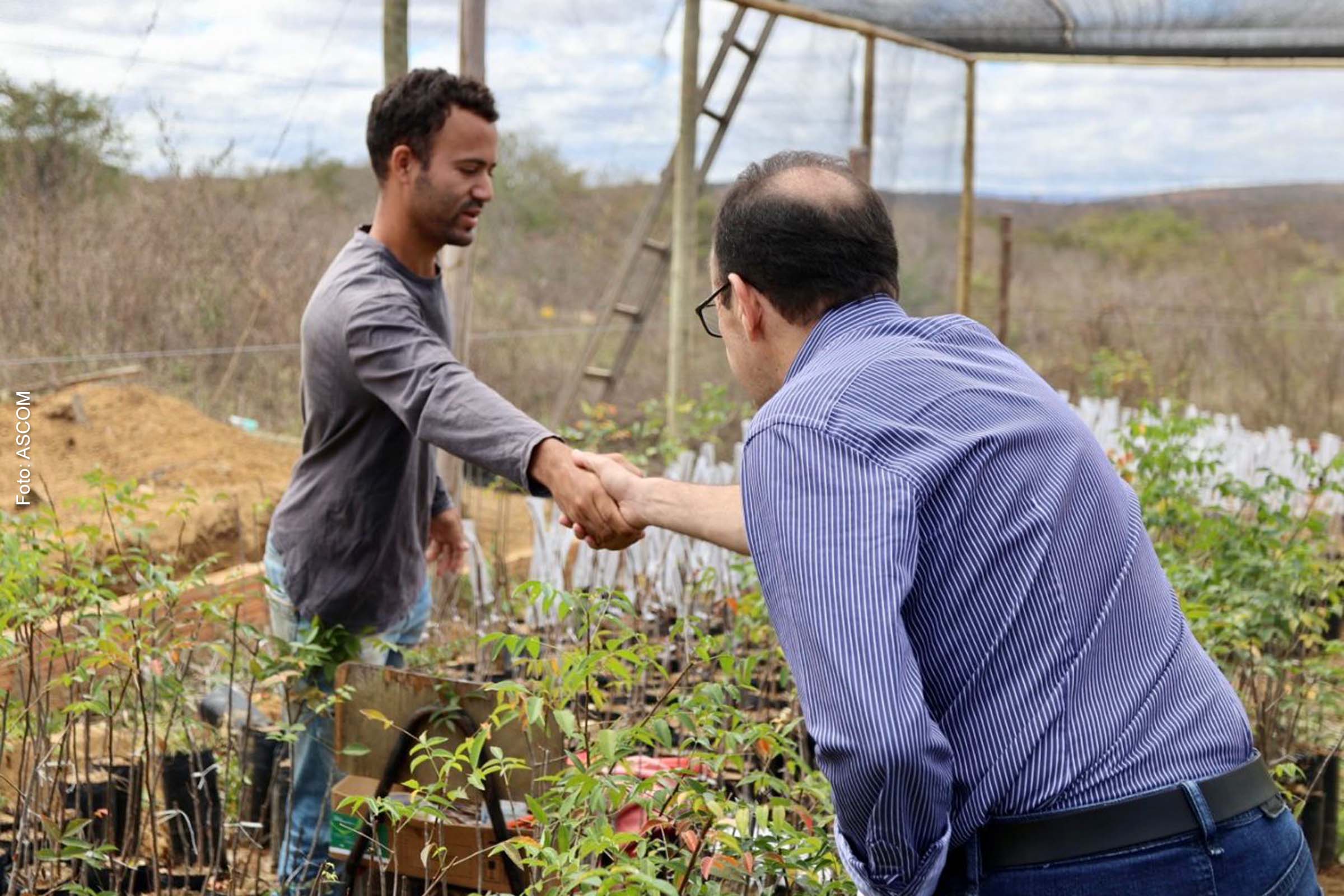 Produção exitosa foi conferida por uma equipe técnica da Companhia de Desenvolvimento e Ação Regional (CAR), empresa pública vinculada à Secretaria de Desenvolvimento Rural.