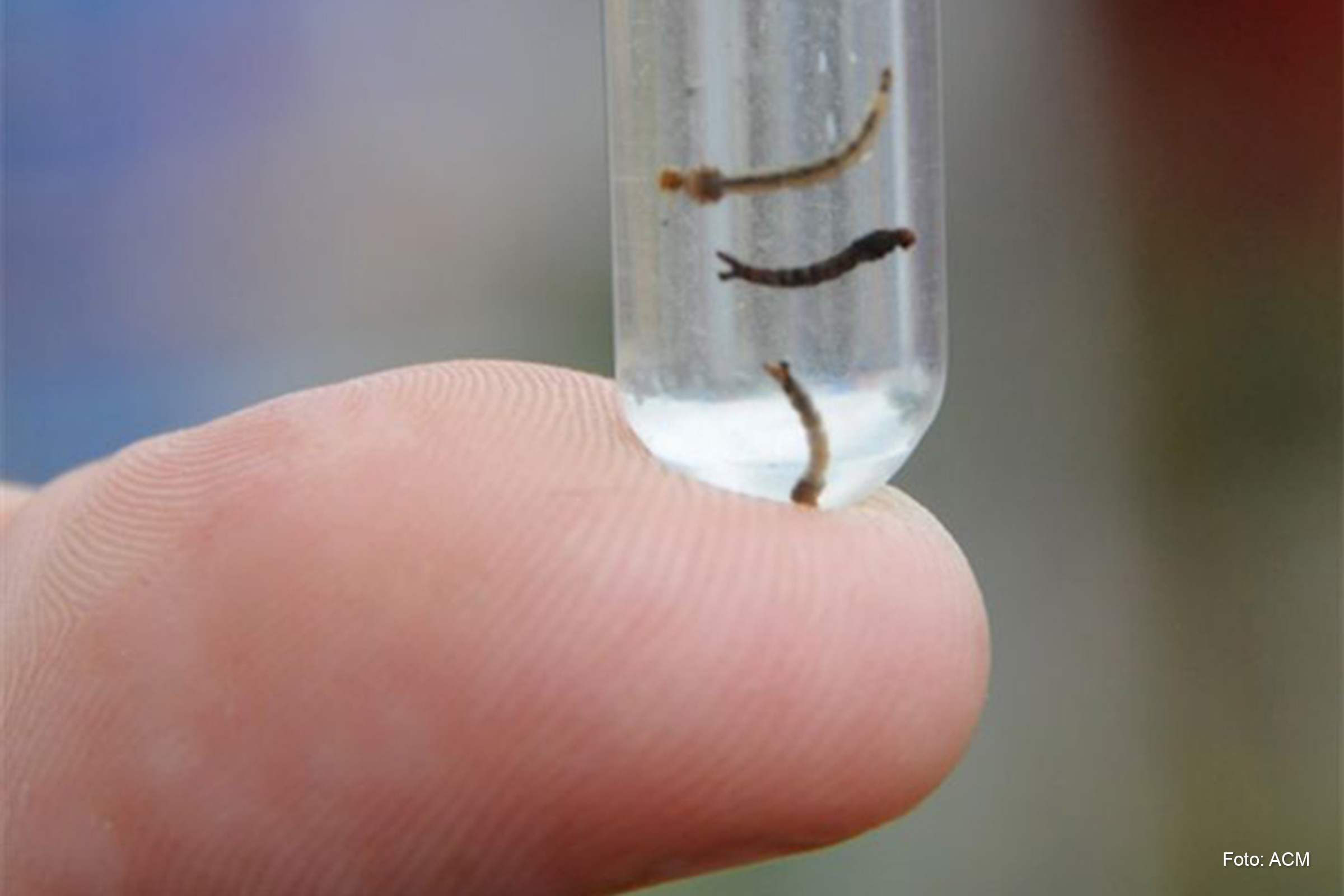 Doença é um genótipo do vírus e é transmitida pelo mosquito Aedes Aegypti.